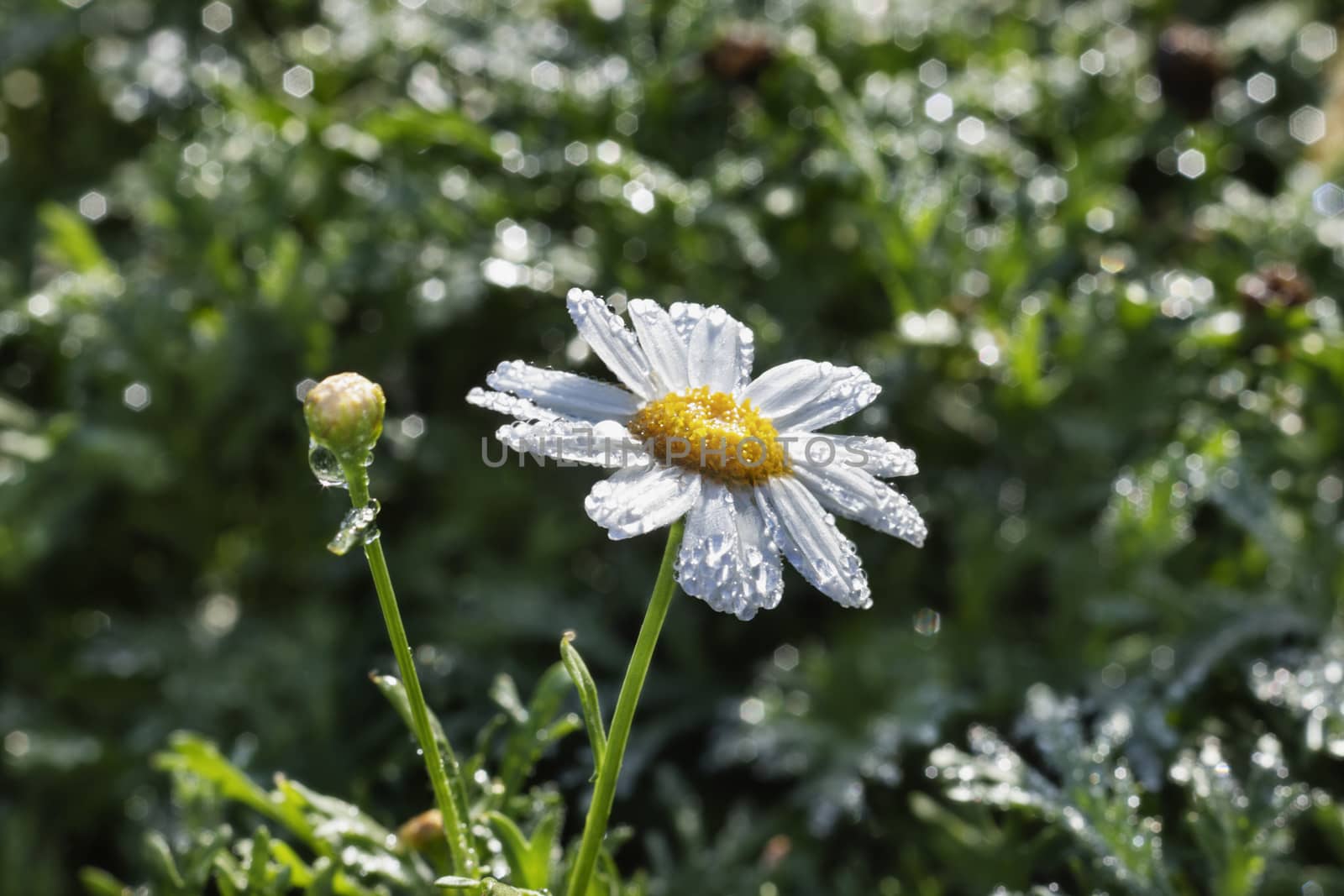 A daisy flower in bloom  in a bright day after rain , bright white petals with water drops ,one flower still as a bud , macro photography 