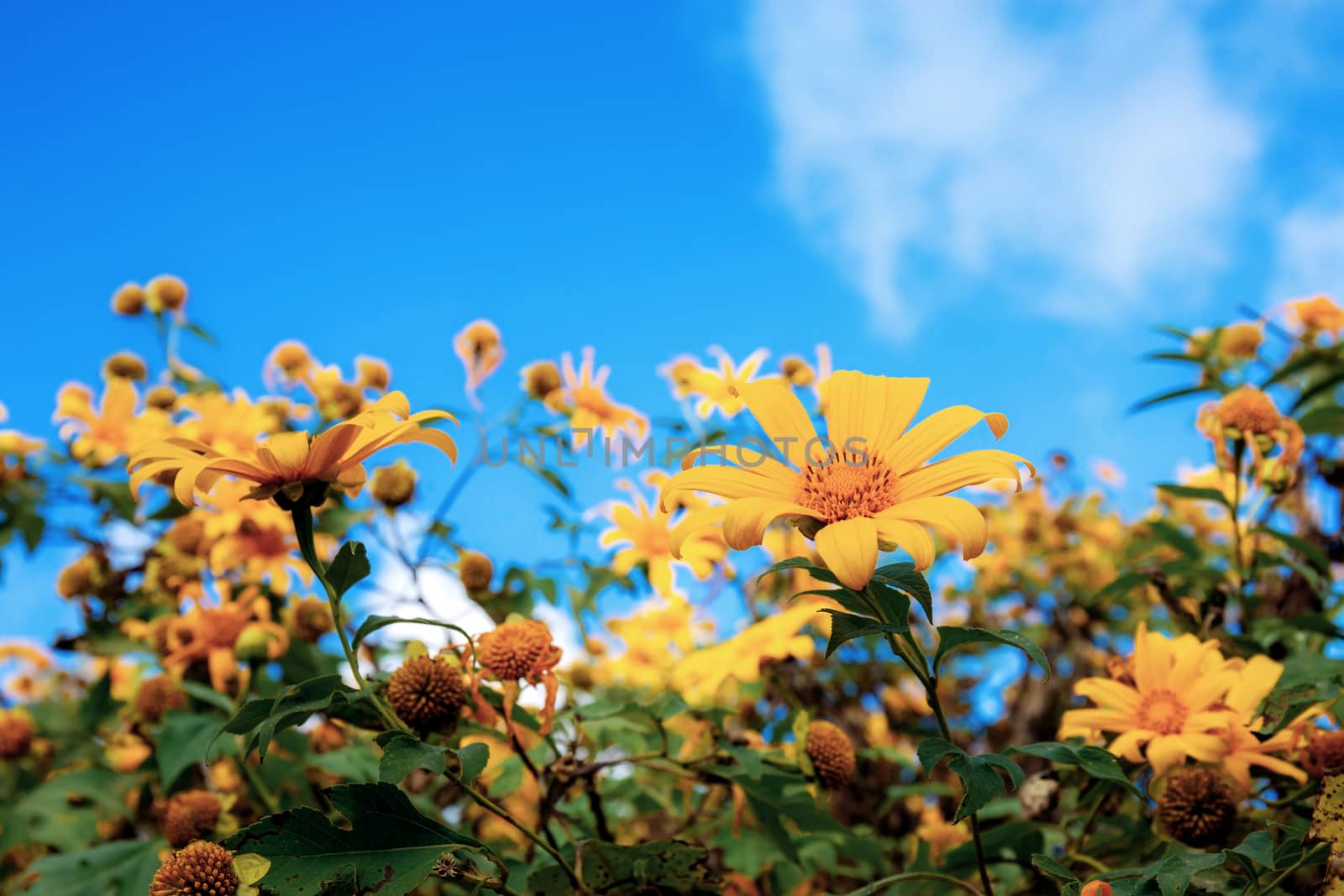 Bua tong flower at blue sky in the winter.