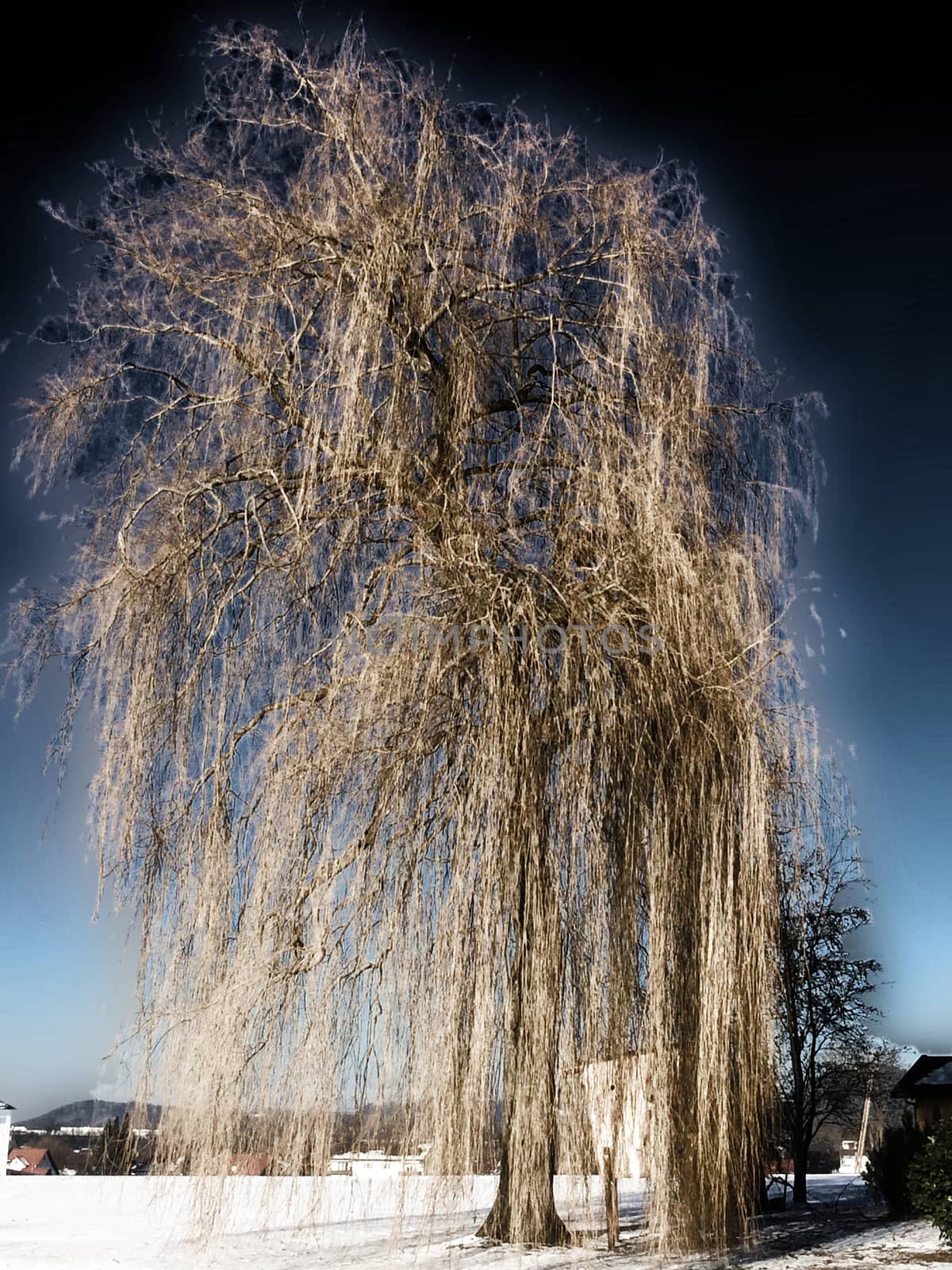 weeping willow in wintertime by Jochen