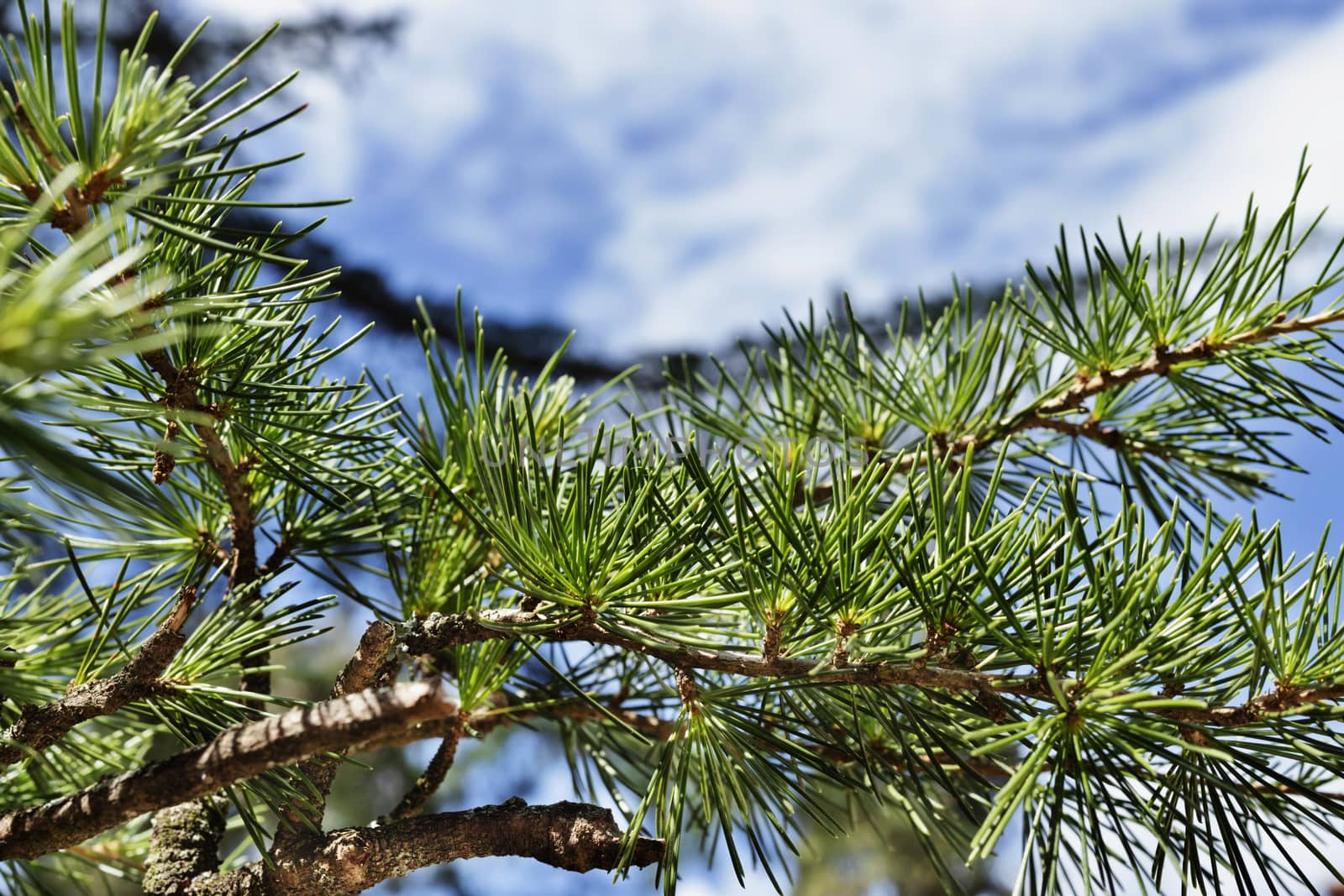 Beautiful pine twig with  green needles against  a bright sky