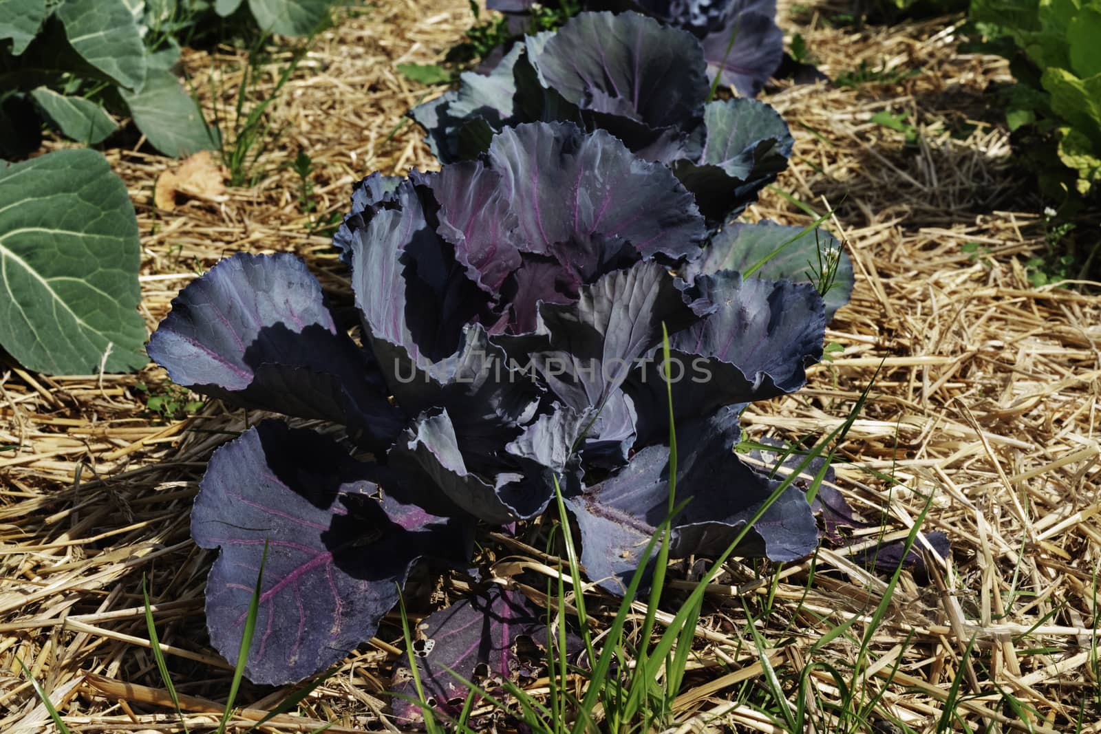 Beautiful red cabbage plants in a vegetable garden in a bright sunny day ,dark purple leaves  ,the plants are surrounded by mulch