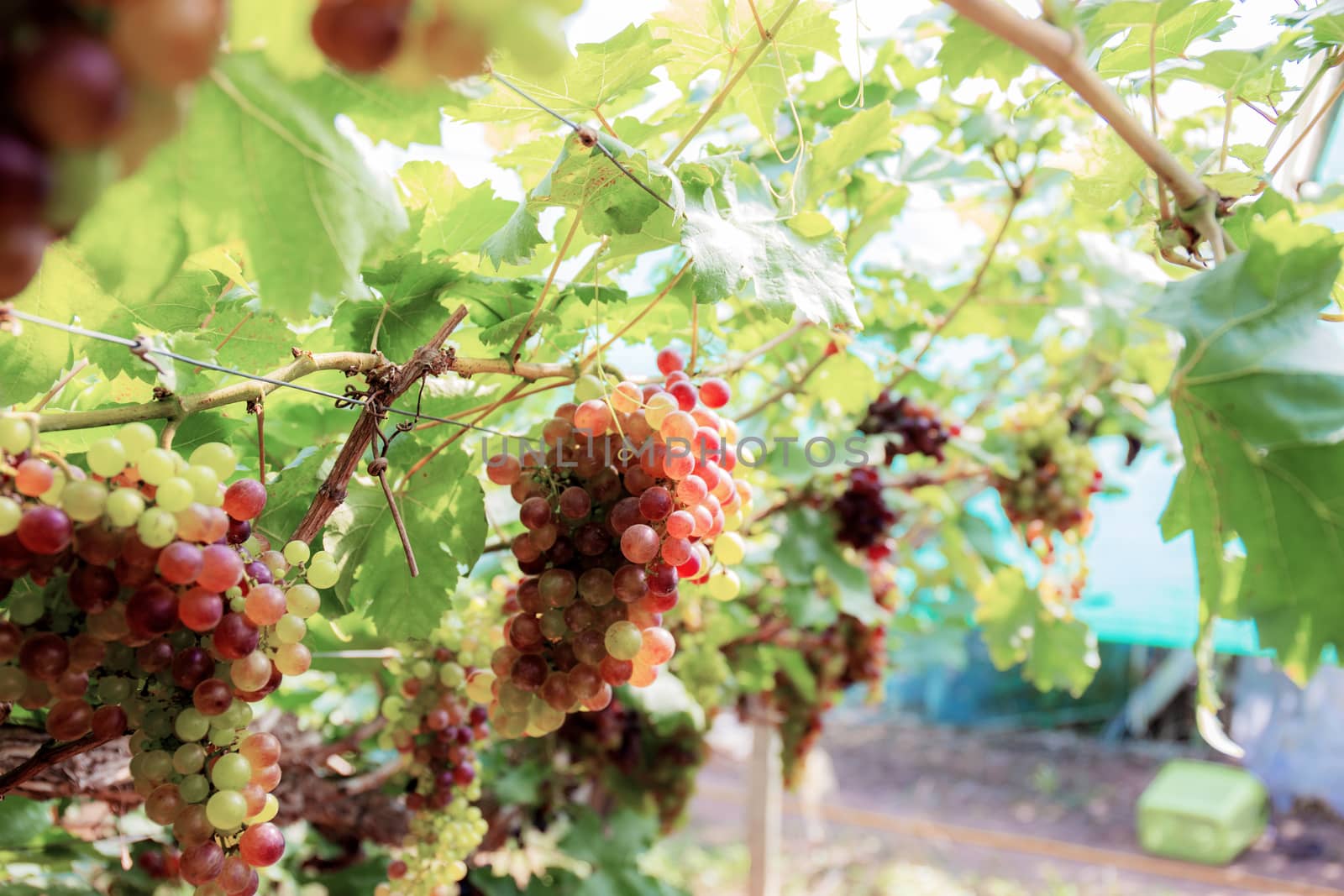 Grapes on tree in vineyard with sunlight.