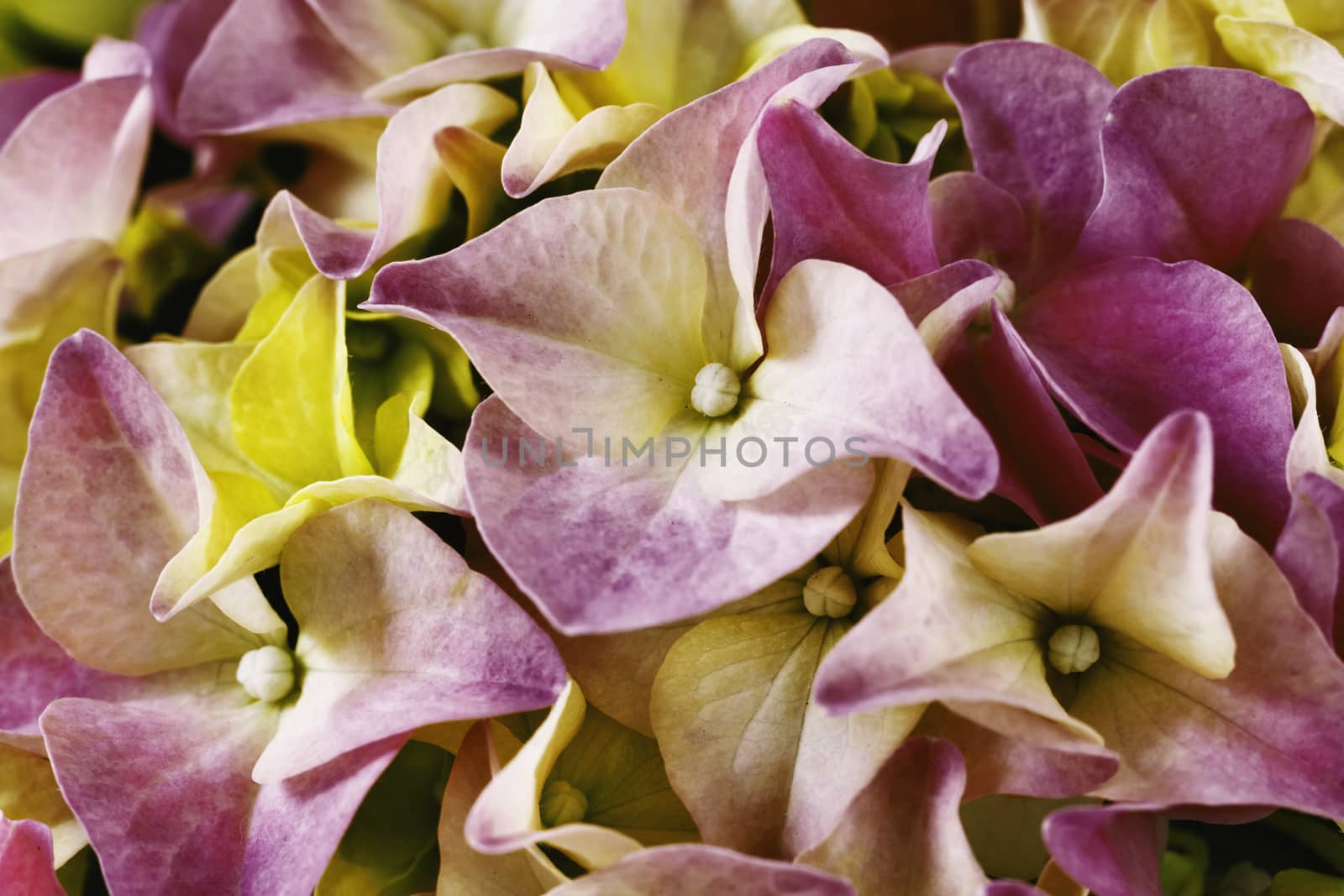 Detail of pink and  yellow  hydrangea flowers ,macro photography