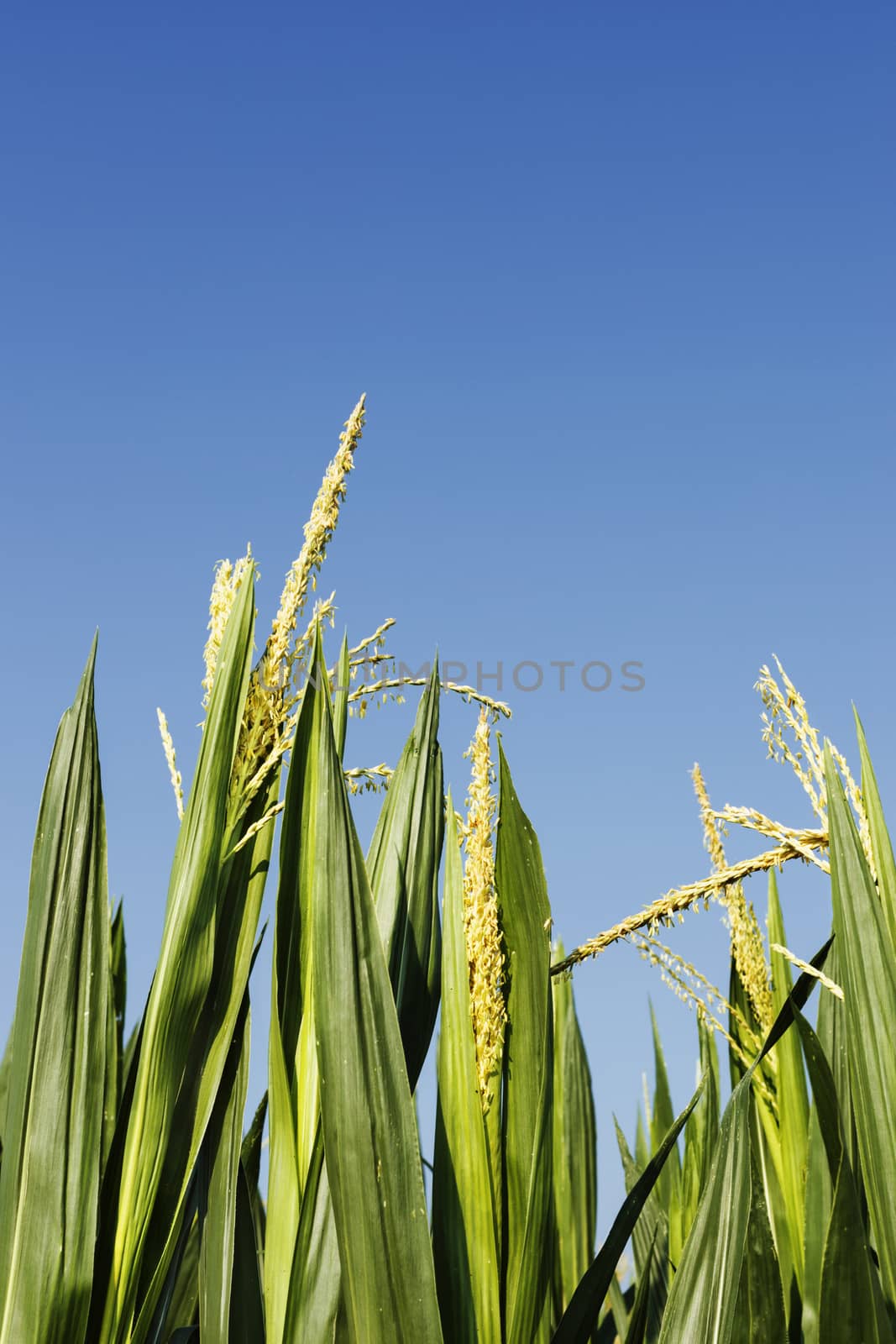 Field of maize in a  sunny  day against blue sky  ,green leaves with yellow  male flowers