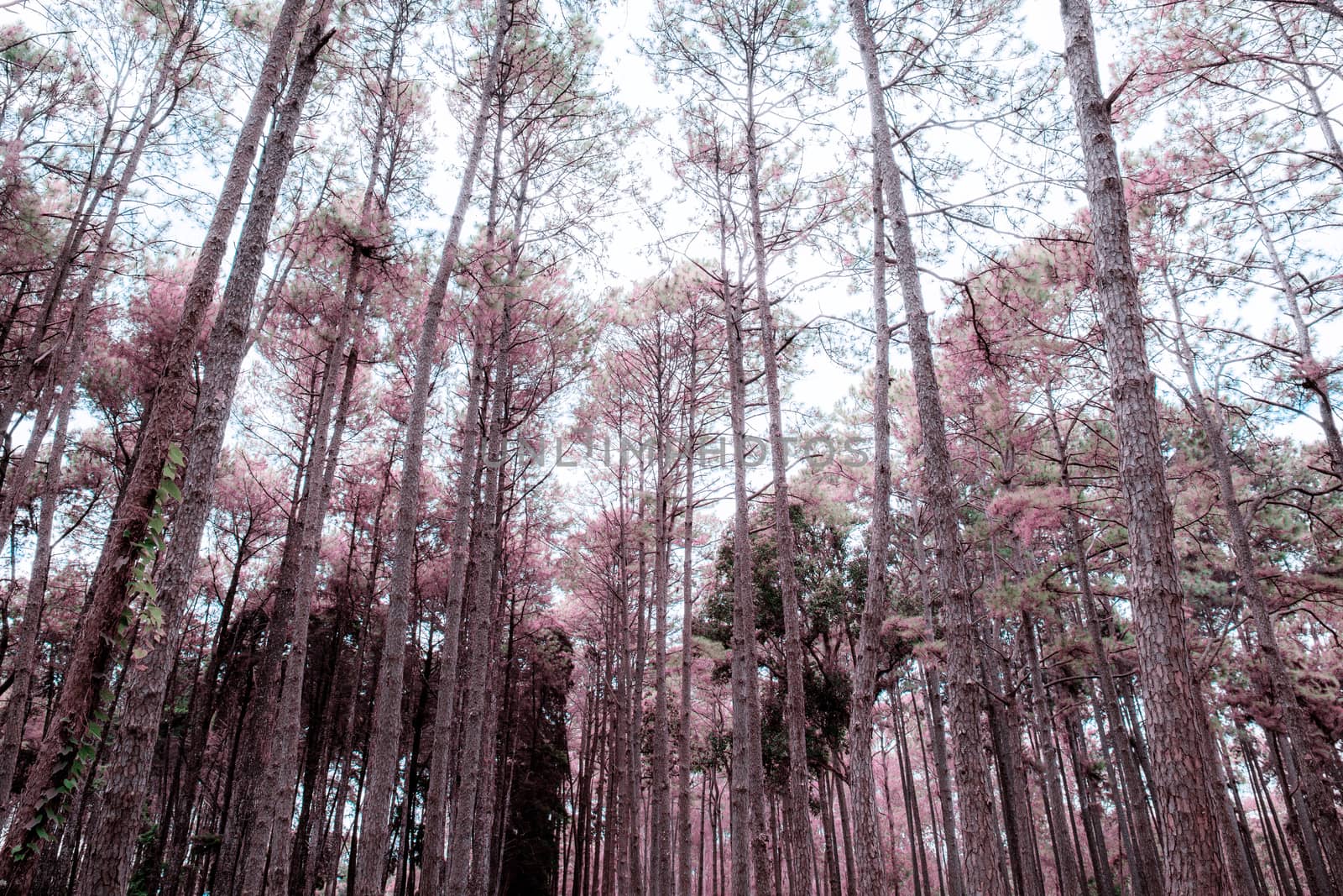 Pine tree with colorful at the sky in autumn.