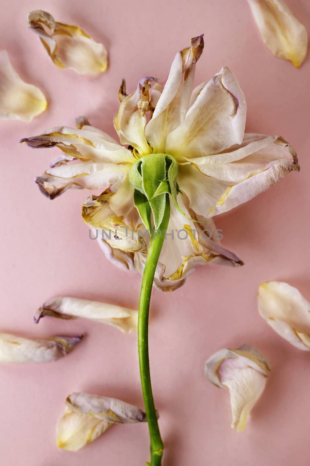 Dried pink rose on purple  background with  petals  all around , beautiful shadows ,macro lens