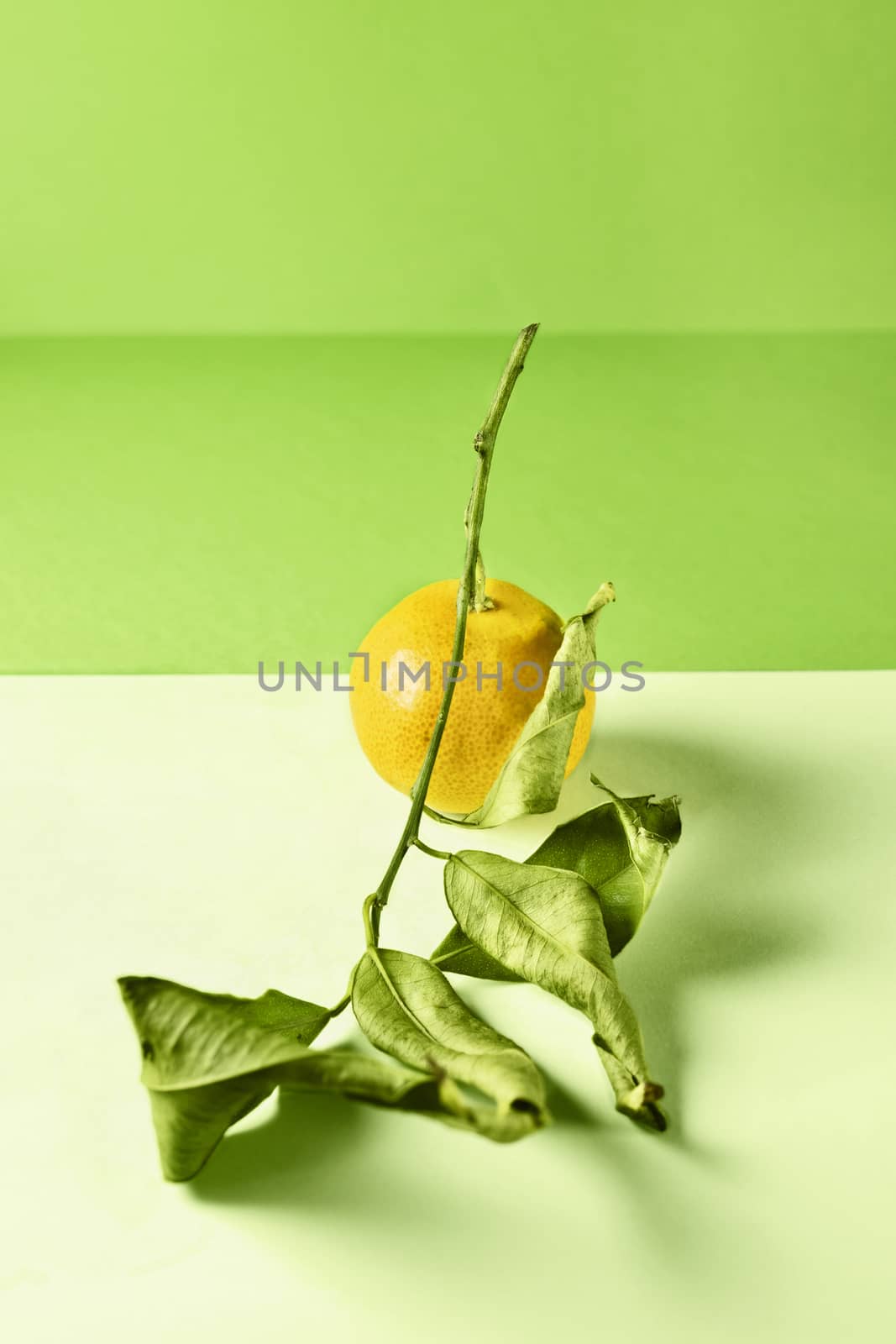 Orange tangerine  with leaves on twig on colored background , leaves are almost dried , studio shot