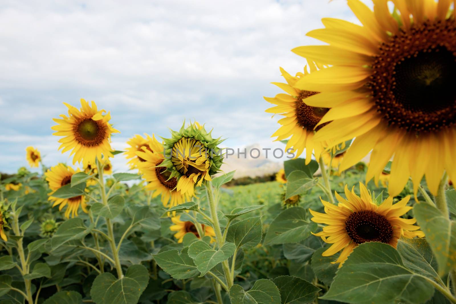 Sunflower of young with beautiful at sky in the winter.