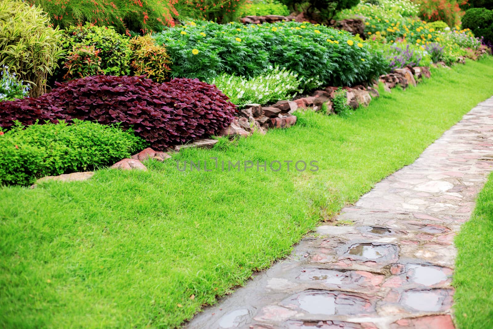 Green grass and walkway in garden with sunlight.