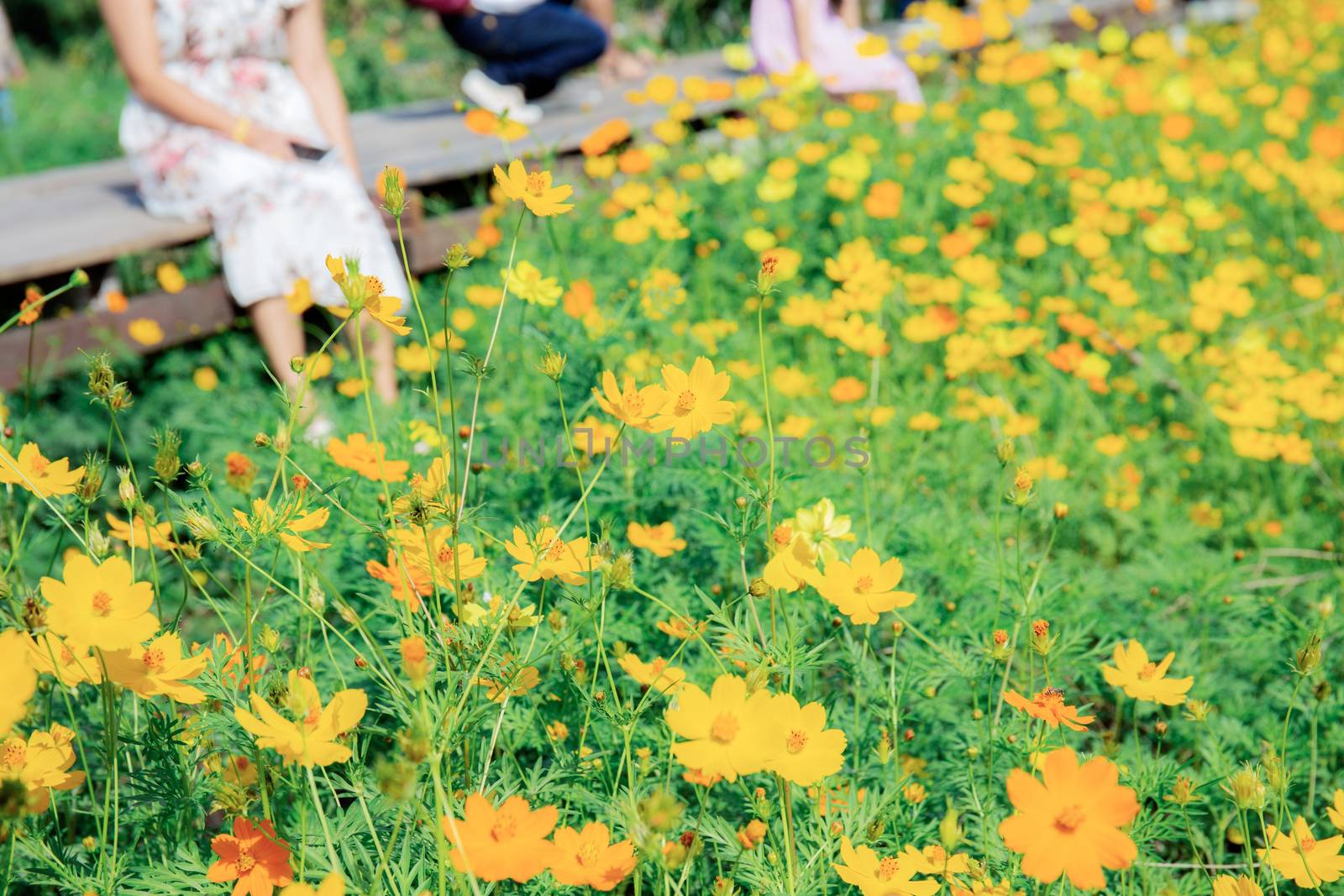 Yellow cosmos and girl in garden with sunlight.