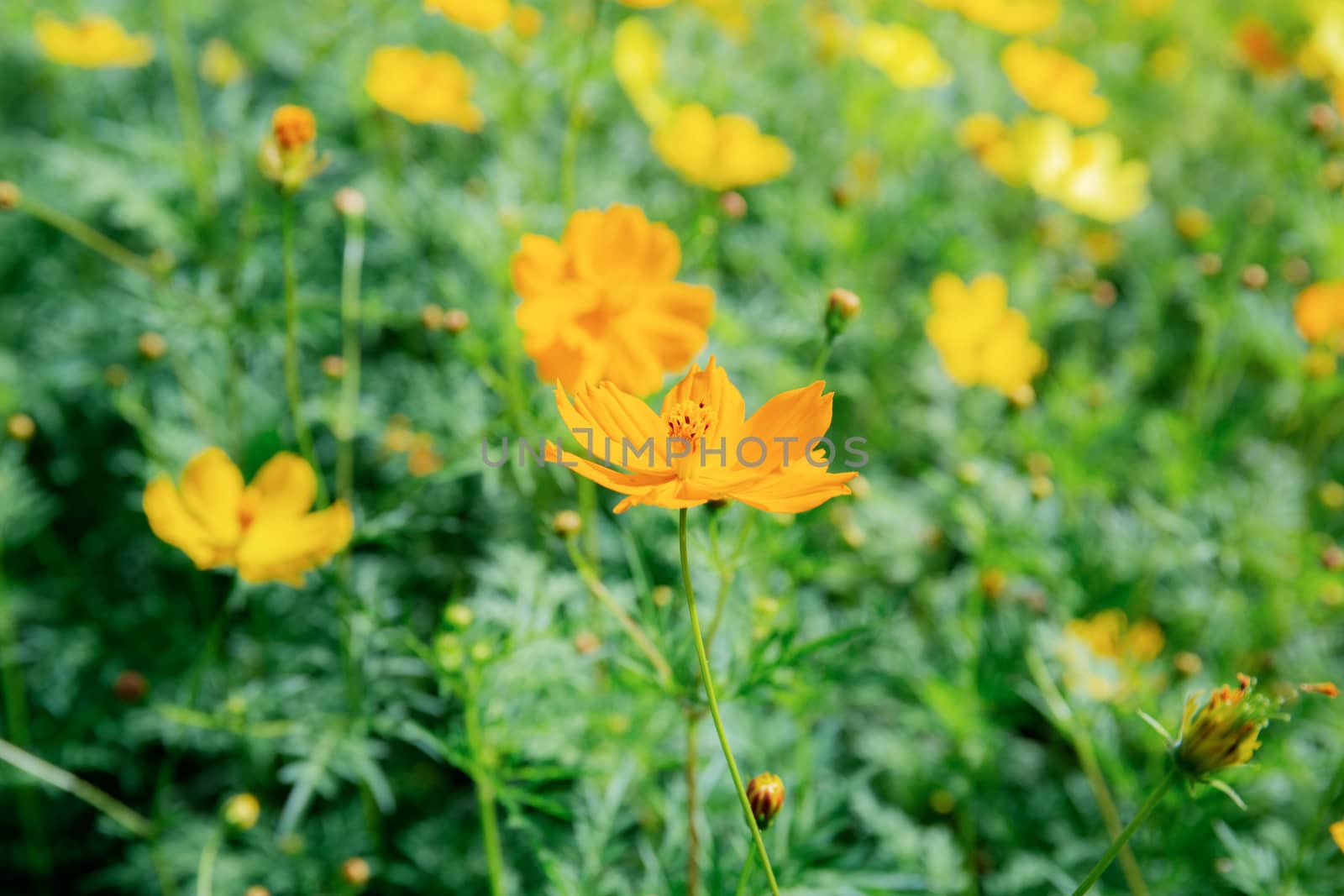 Yellow cosmos in garden with the beautiful at sunlight.