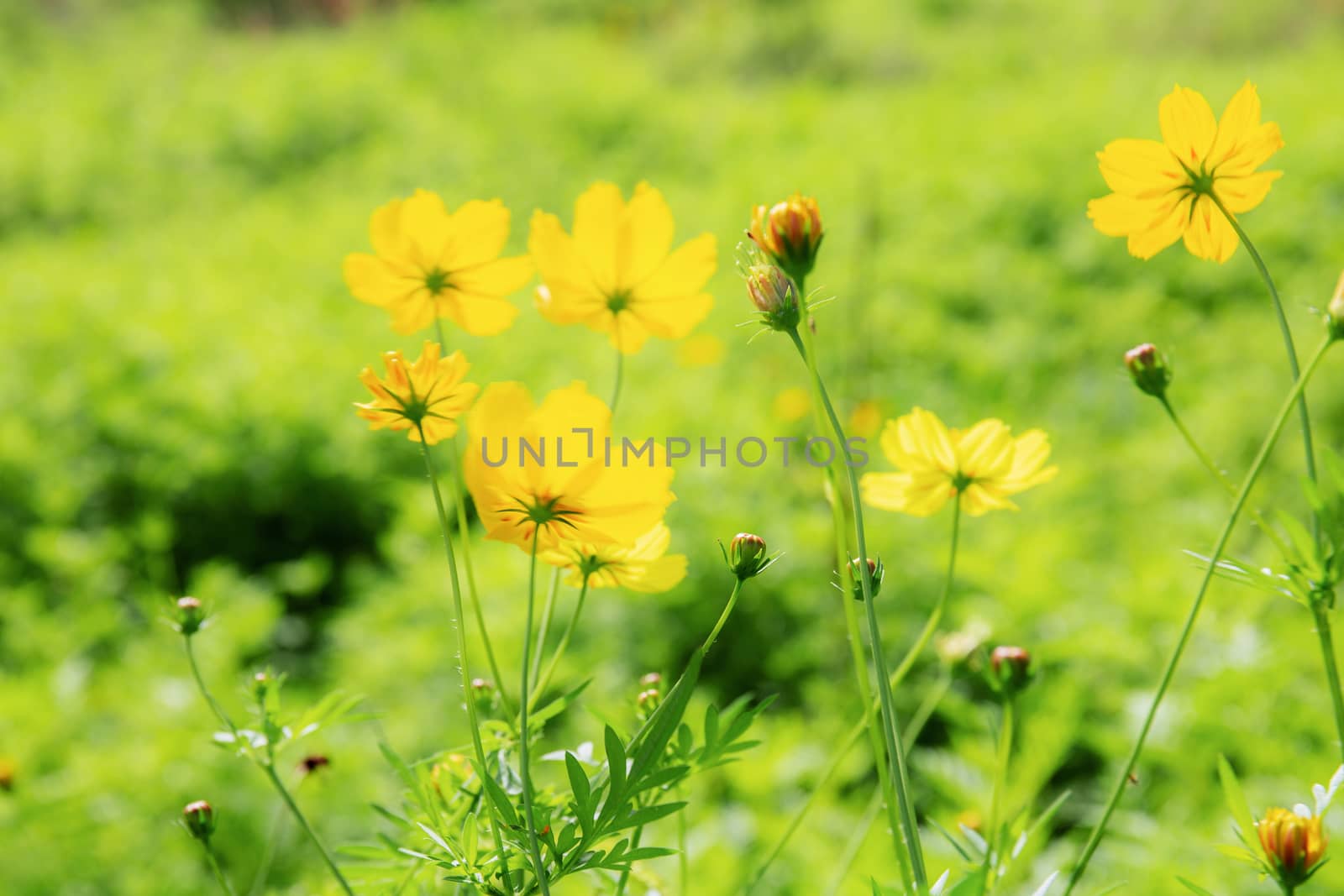 Yellow cosmos in garden with the sunlight.