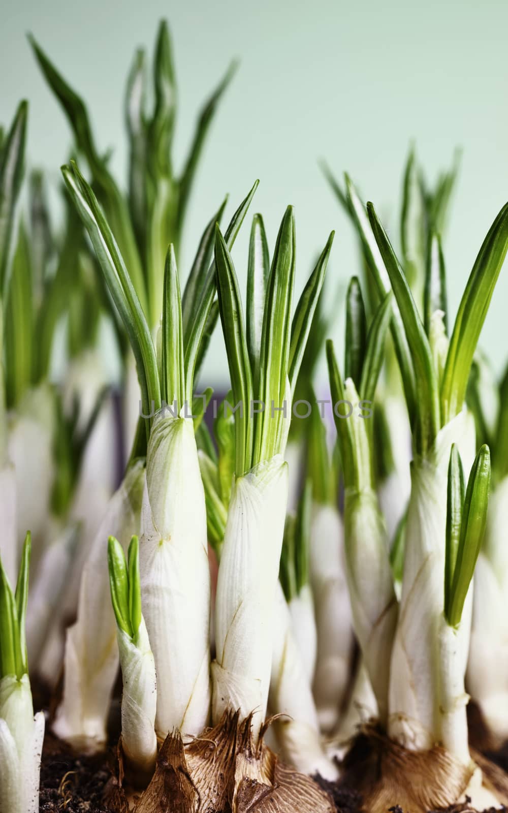 Beautiful  crocus flower  bulbs in flower pot on colored background closed  flowers with long white stems and green leaves