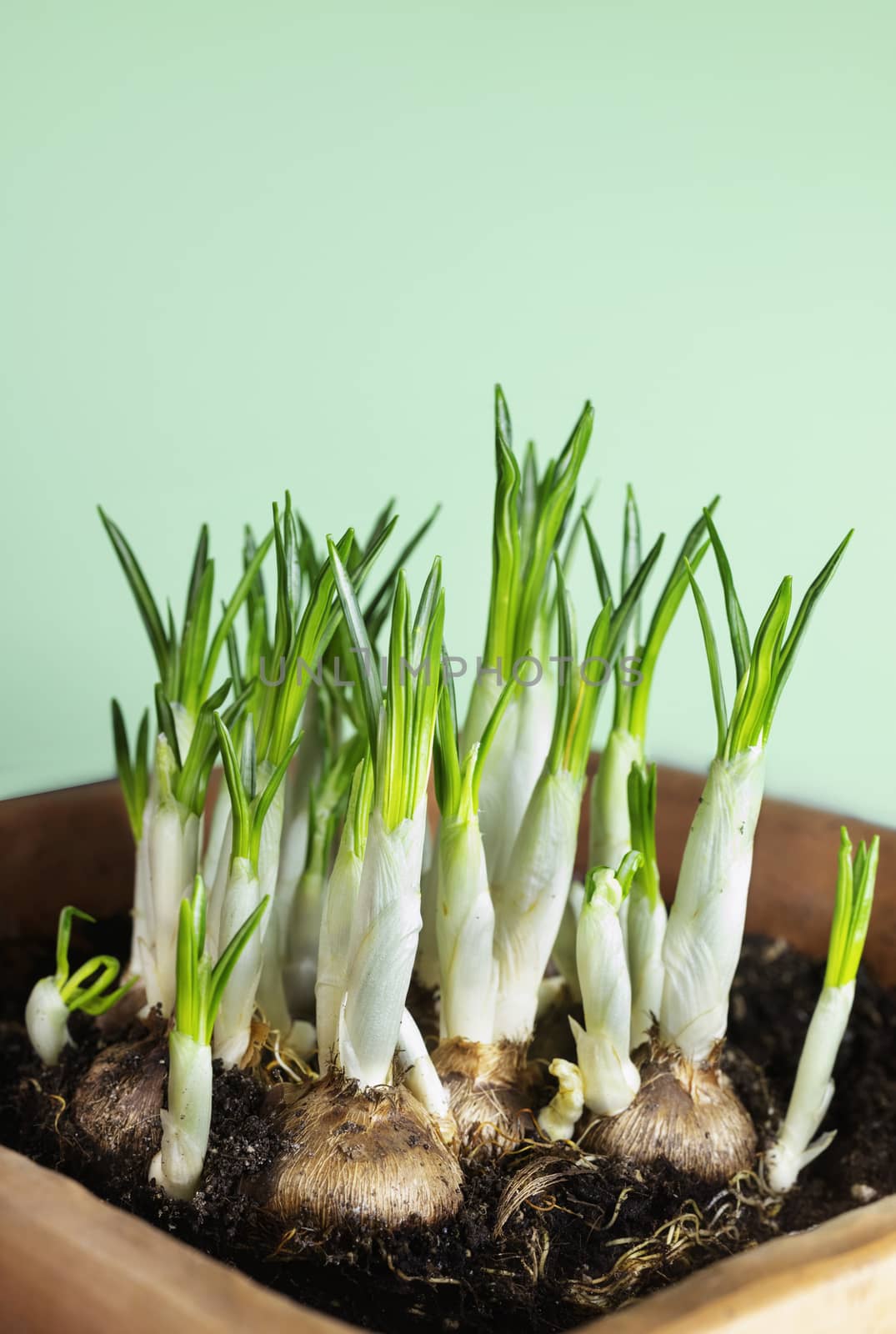 Beautiful  crocus flower  bulbs in flower pot on colored background closed  flowers with long white stems and green leaves
