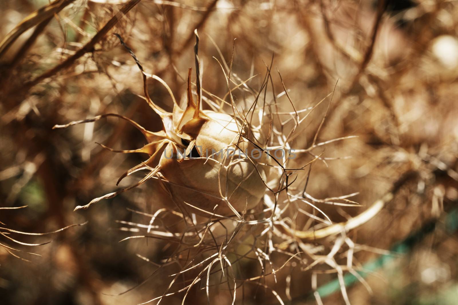 Brown dried seed of nigella damascena flower , also called ragged lady plant  or love-in-a-mist ,macro photography