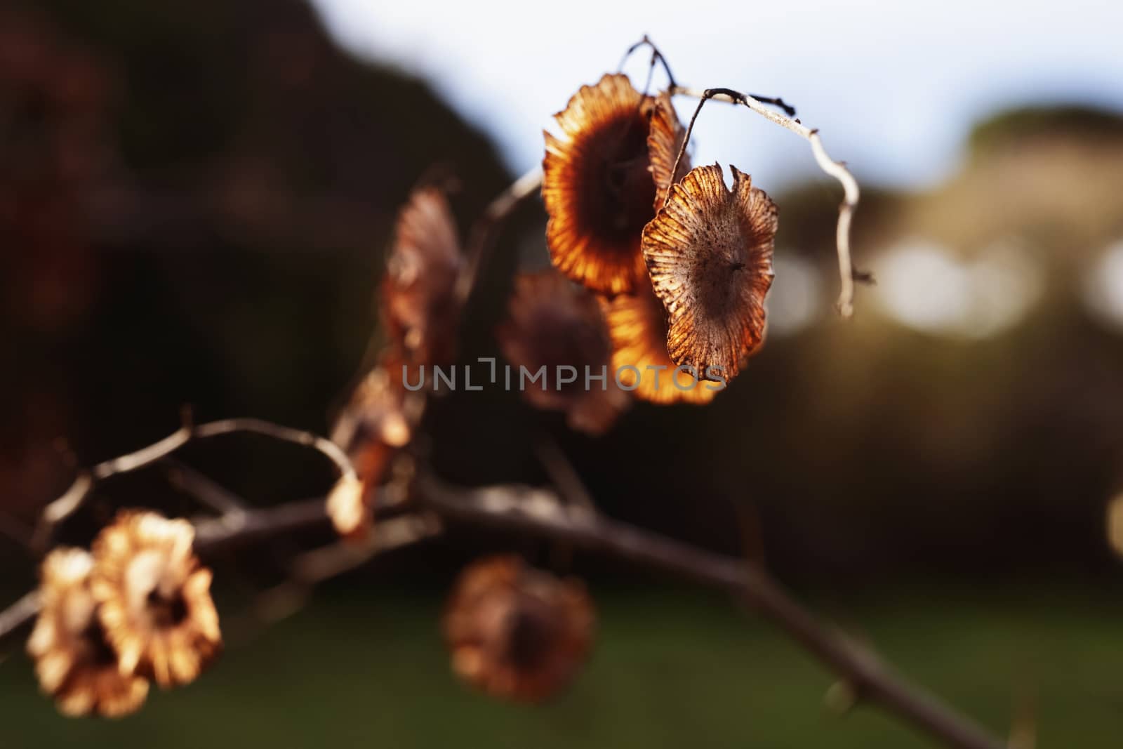 Beautiful brown winged fruits of paliurus spina -christi also called Jerusalem thorn or garland thorn , it’s autumn or winter time 