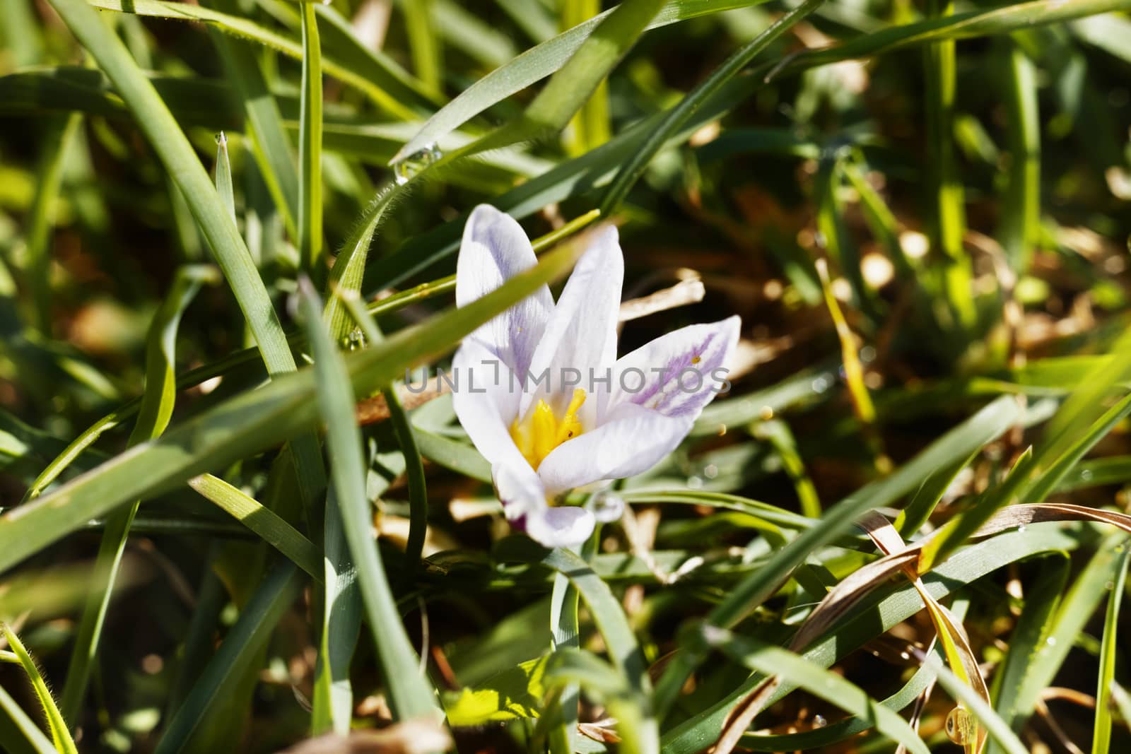 Beautiful  white flower of crocus in a meadow , white petals and yellow stamens between green grass