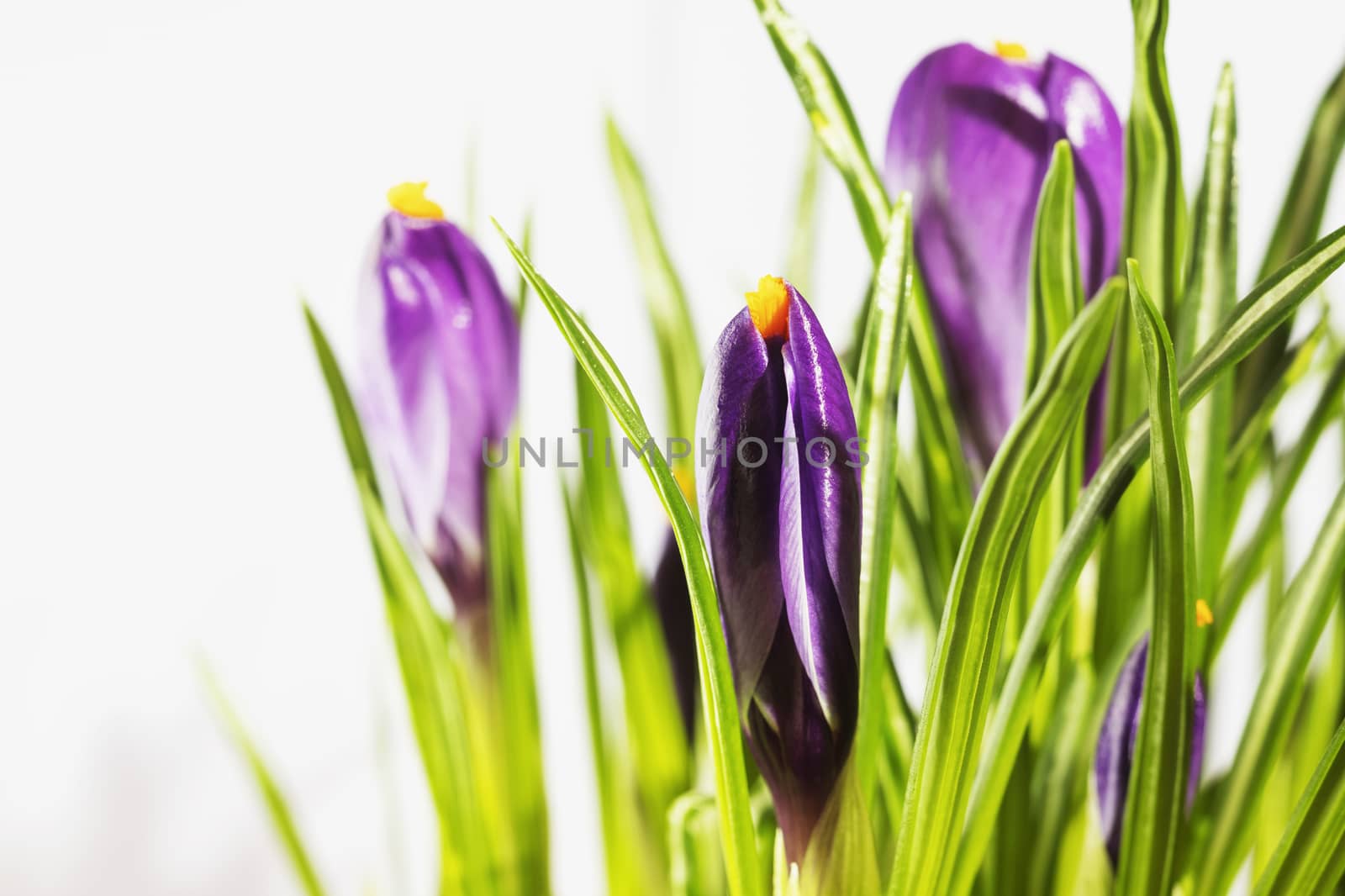 Beautiful purple flowers of crocus  on white background  ,closed  flowers with long white stems and green leaves