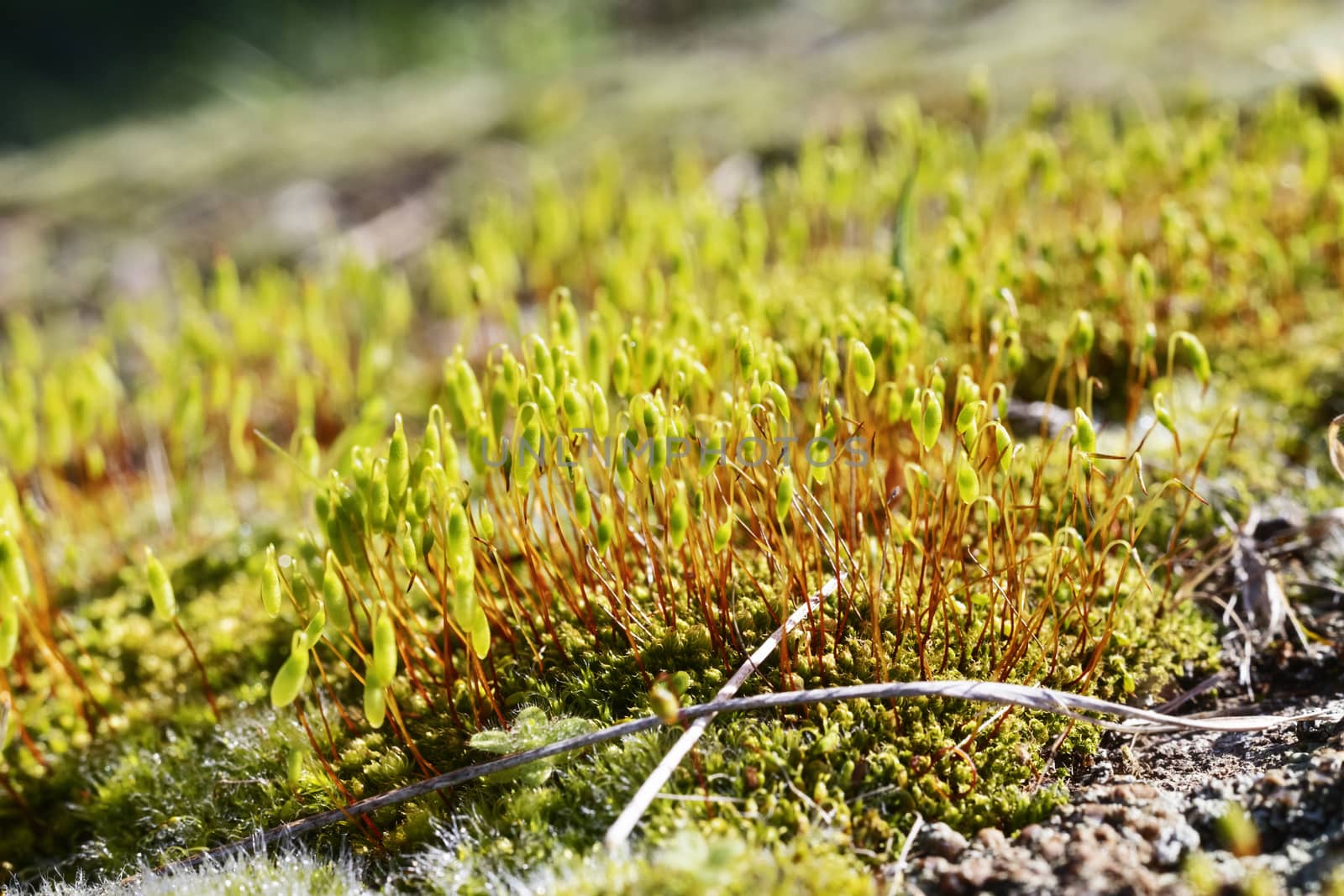 Beautiful green clump of moss in a bright sunny day , red thin stalks with green capsules 