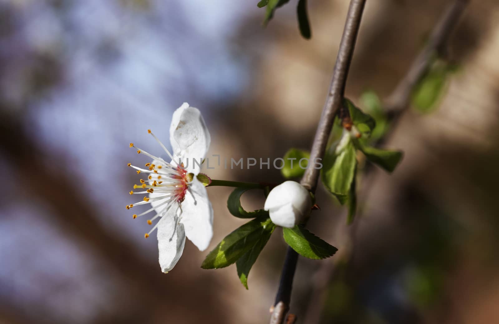 Blossom flower of cherry tree in springtime ,white petals and yellow stamens 