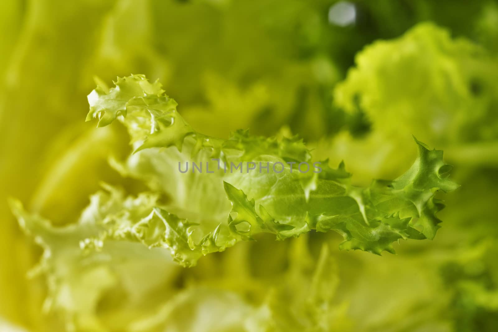 Beautiful green endive leaf detail ,curly endive with curled leaves