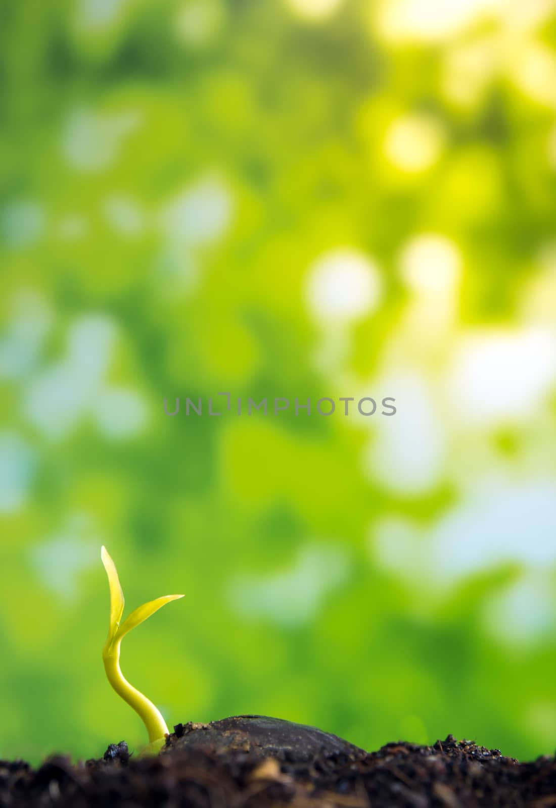 Freshness new life, leaves of young plant seedling in nature by Satakorn