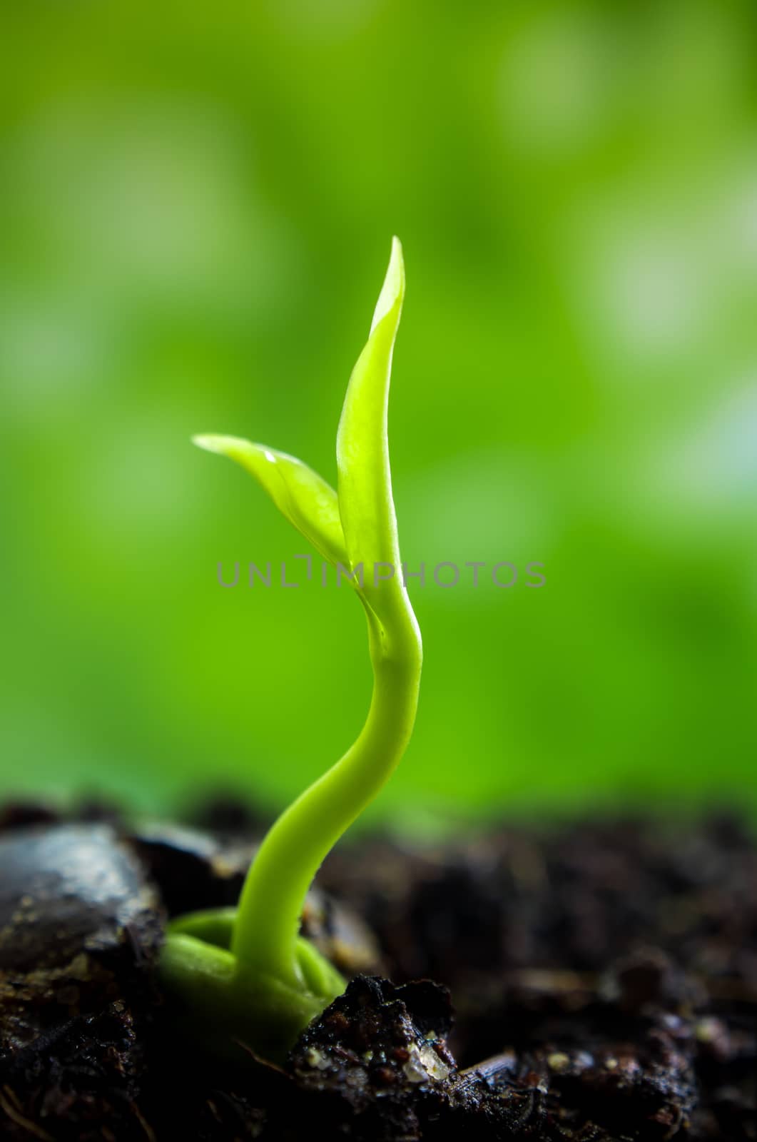 Bud leaves of young plant seedling in forest by Satakorn