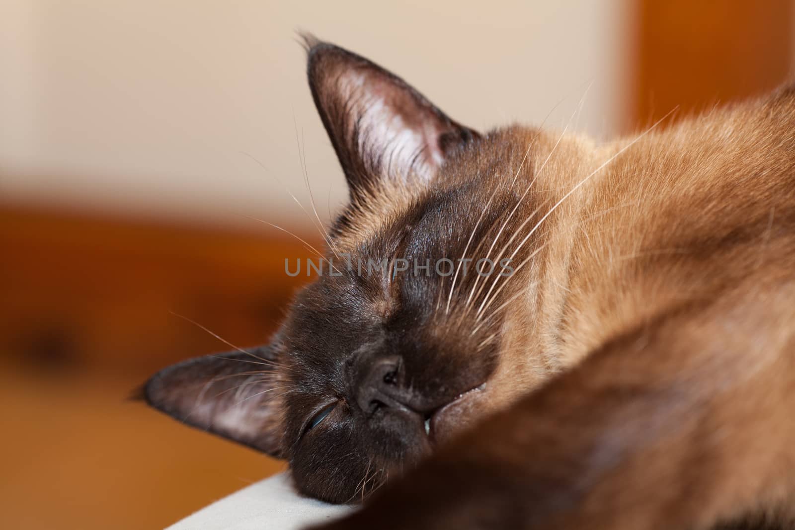 Portrait of a Siamese cat with beautiful blue eyes which is resting and sleeping on the bed