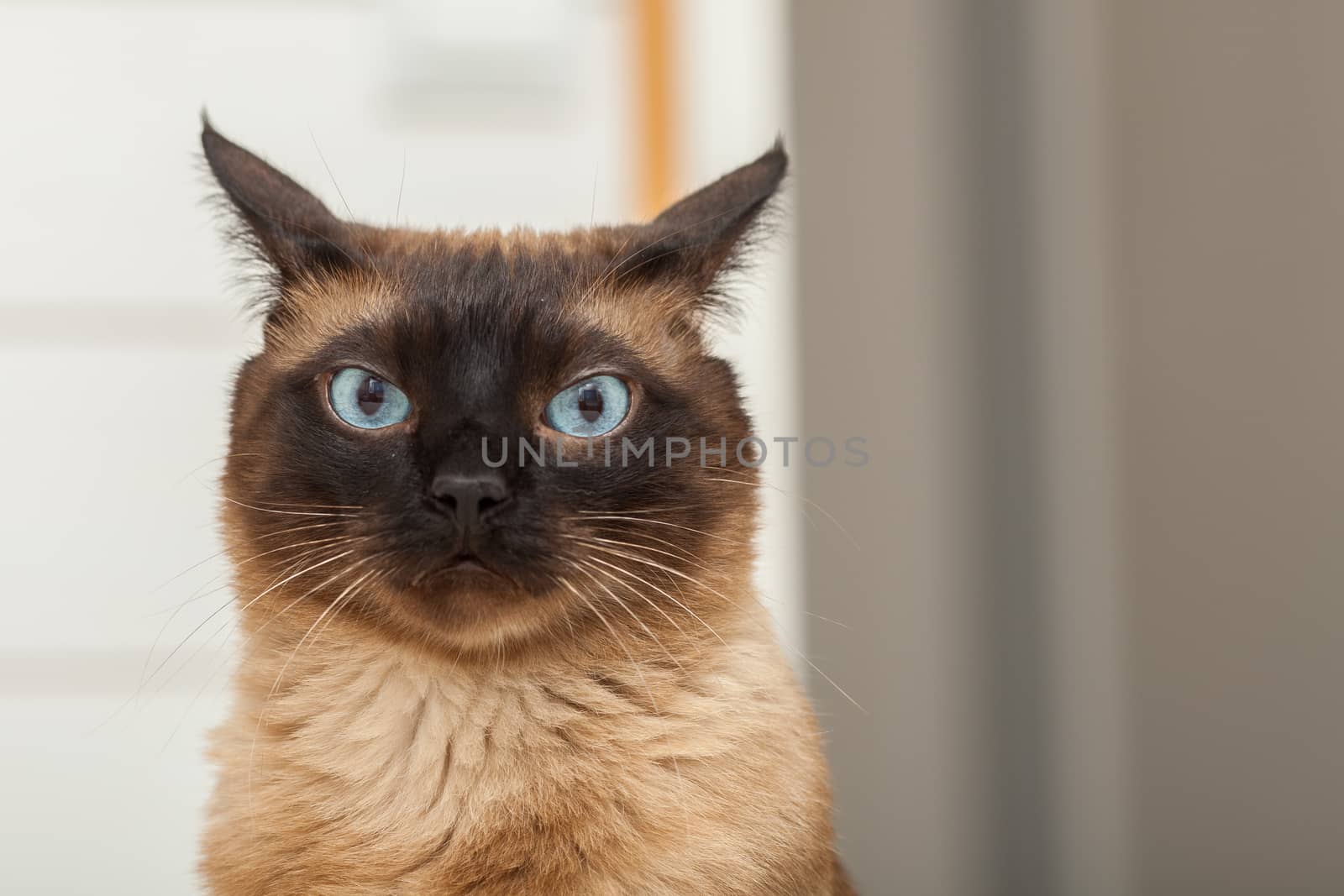 Portrait of a cute siamese breed cat with beautiful blue eyes.