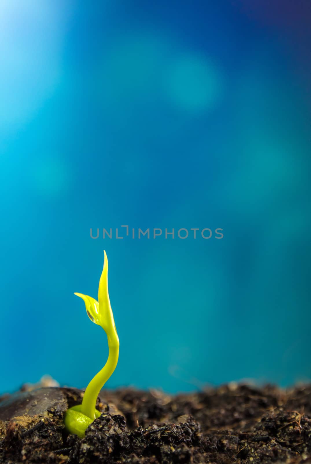 Freshness new life, leaves of young plant seeding in nature and clear blue sky