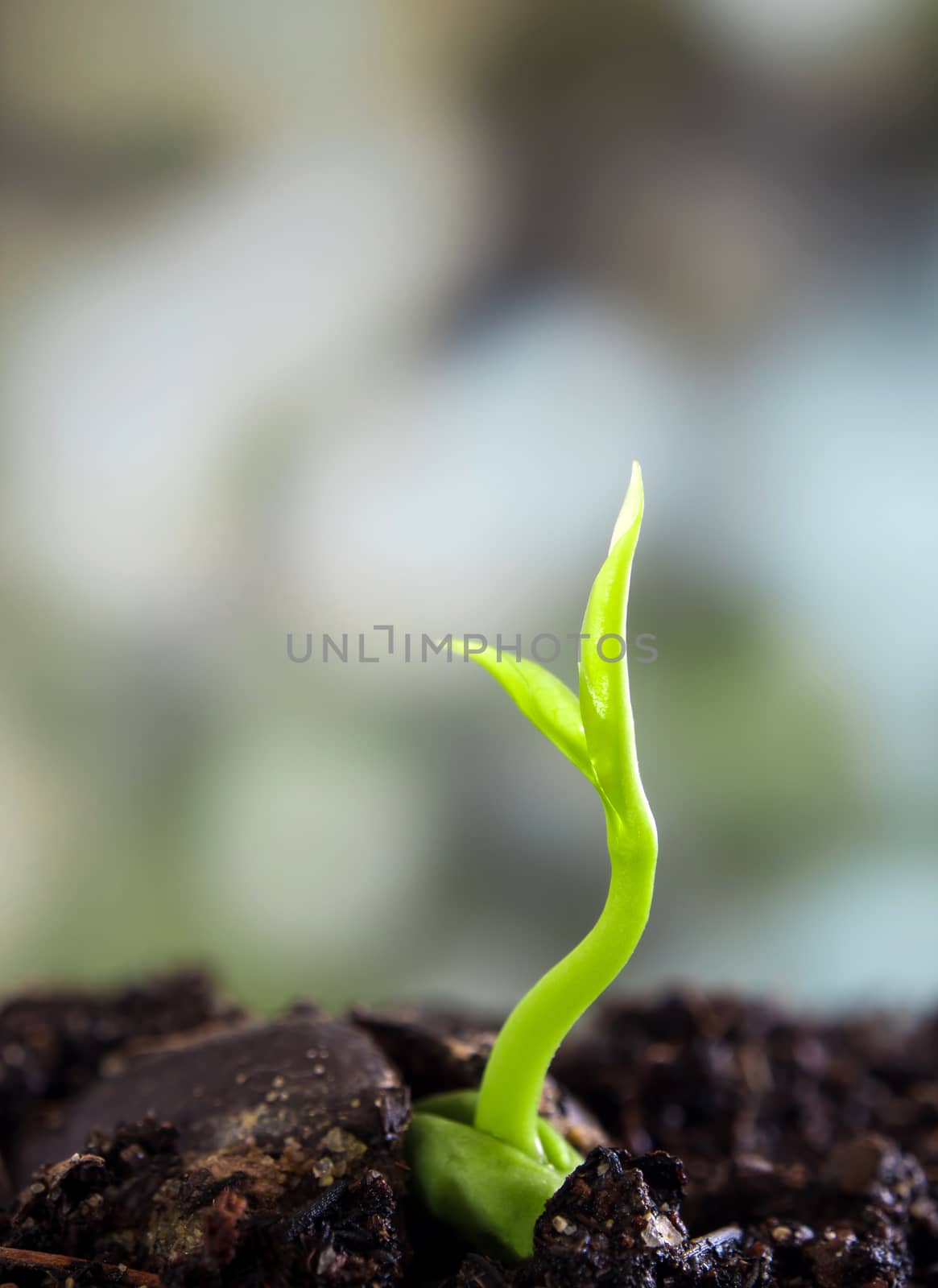 Freshness new life, leaves of young plant seedling in nature by Satakorn