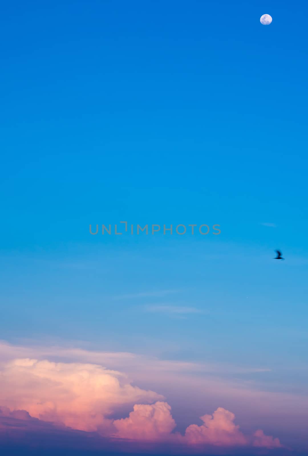 Pink clouds and moon in sunset sky over sea