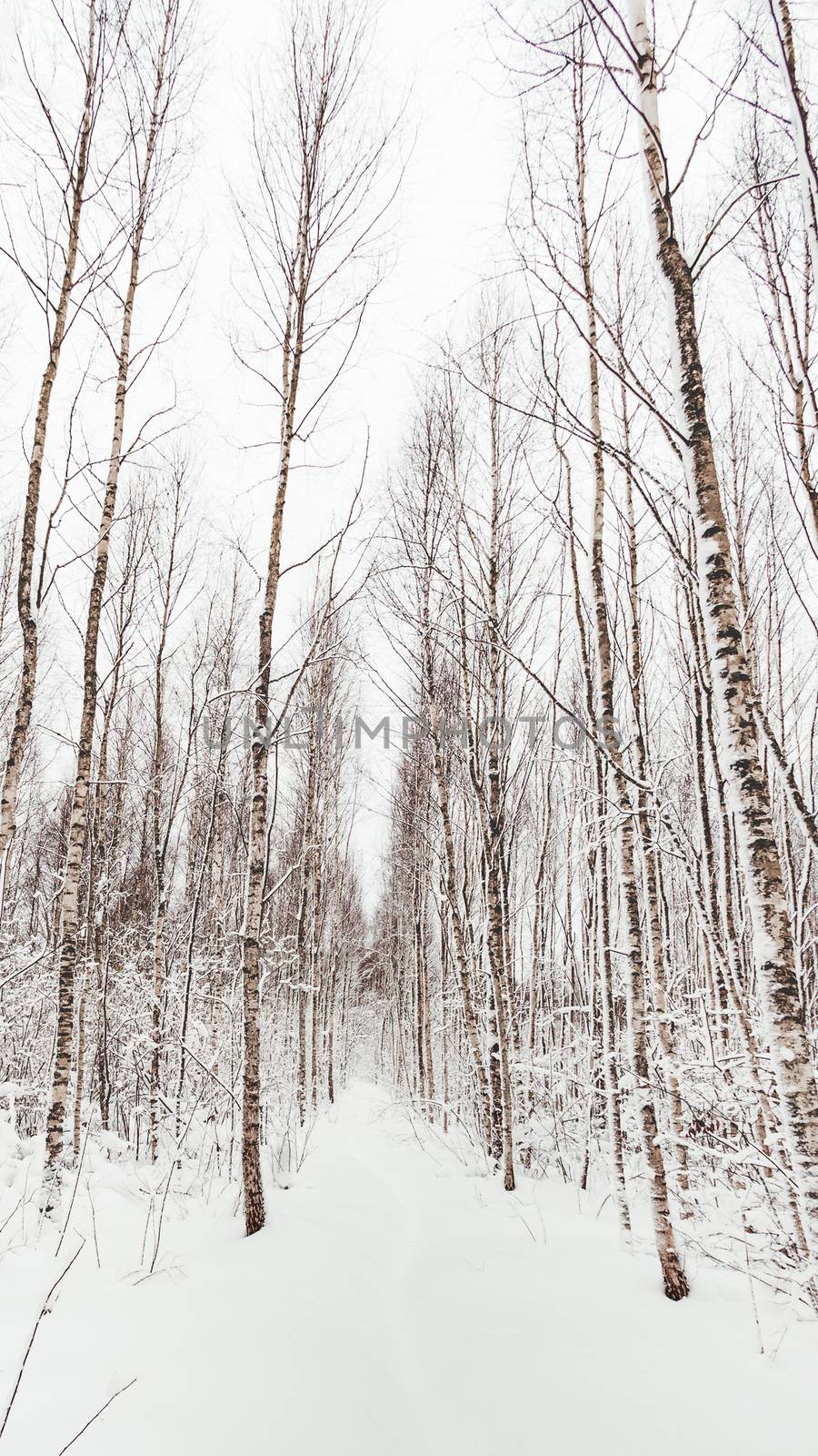 Winter forest. Snowy wood. Path between trees. Winter natural background with birch trees.