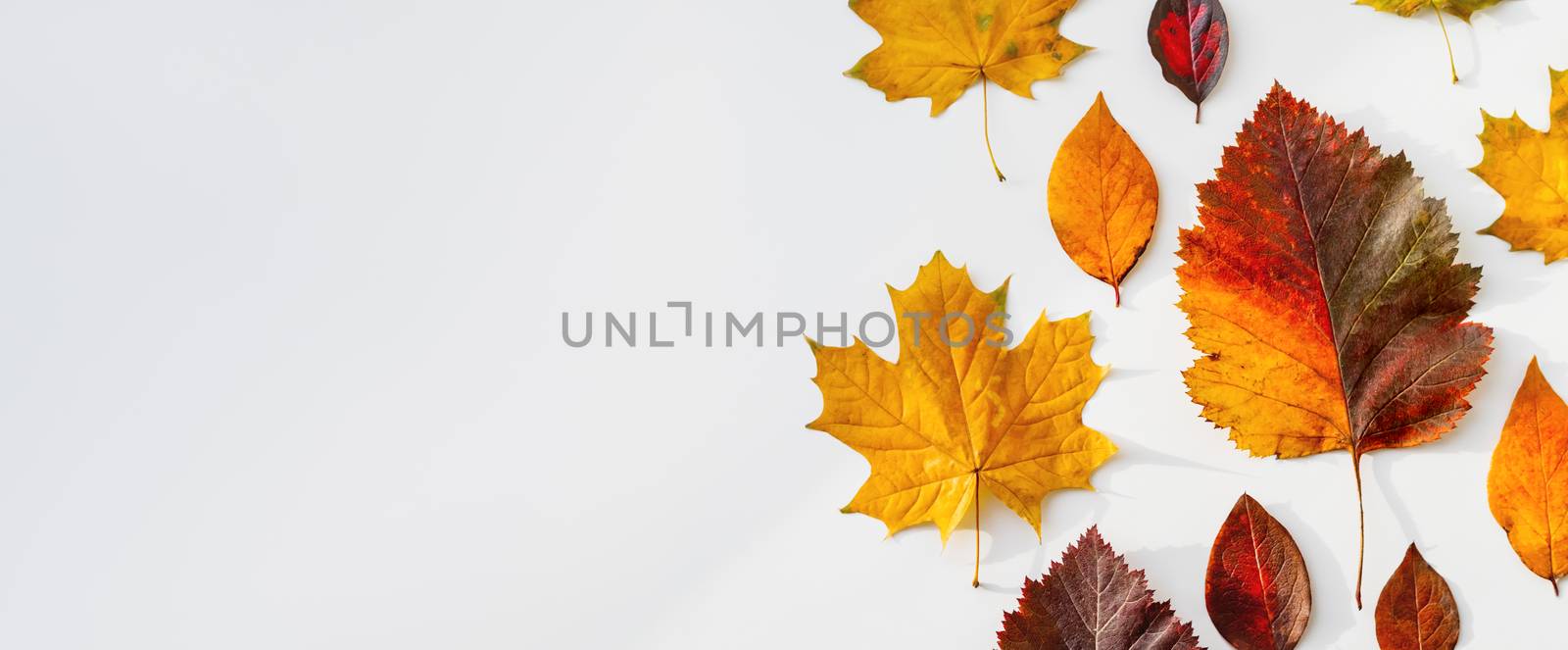 Bright and colorful autumn leaves. Top view on monochrome geometry with light and shadow. Minimalism. Fall season. Background with copy space.