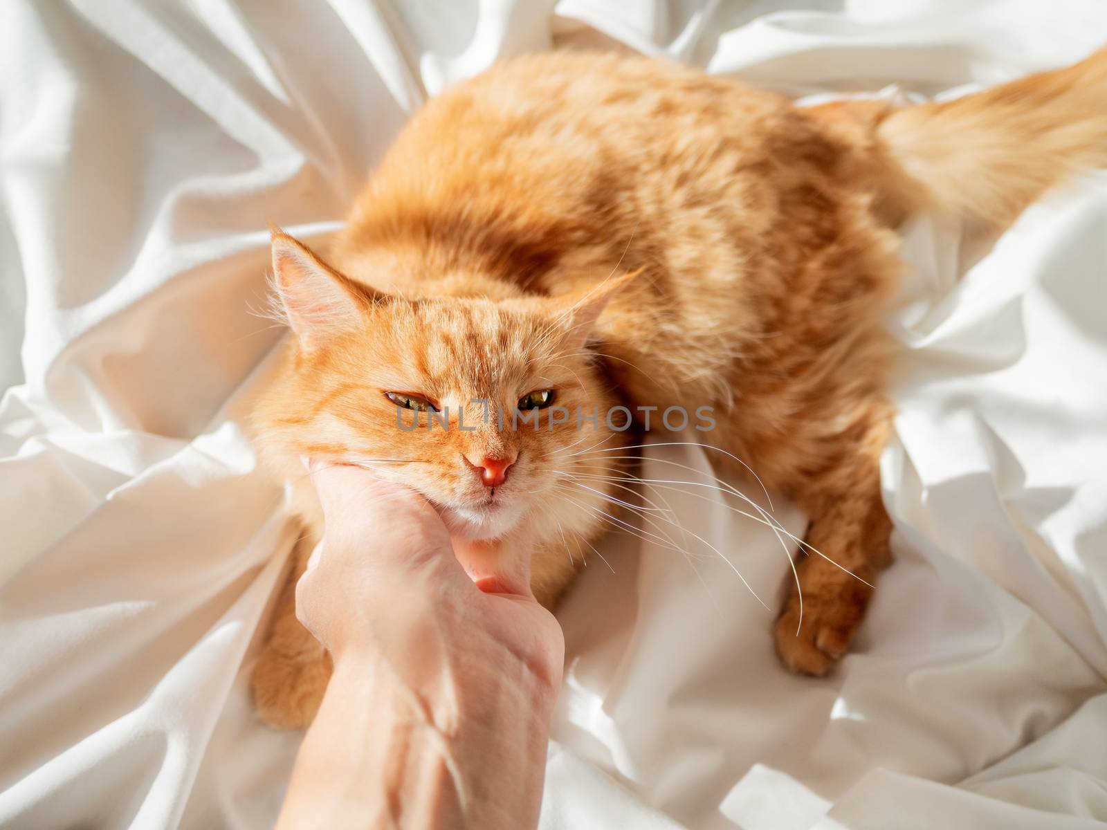 Cute ginger cat lying on woman's hand. Fluffy pet on unmade bed. Fuzzy domestic animal with owner in cozy home. Cat lover.