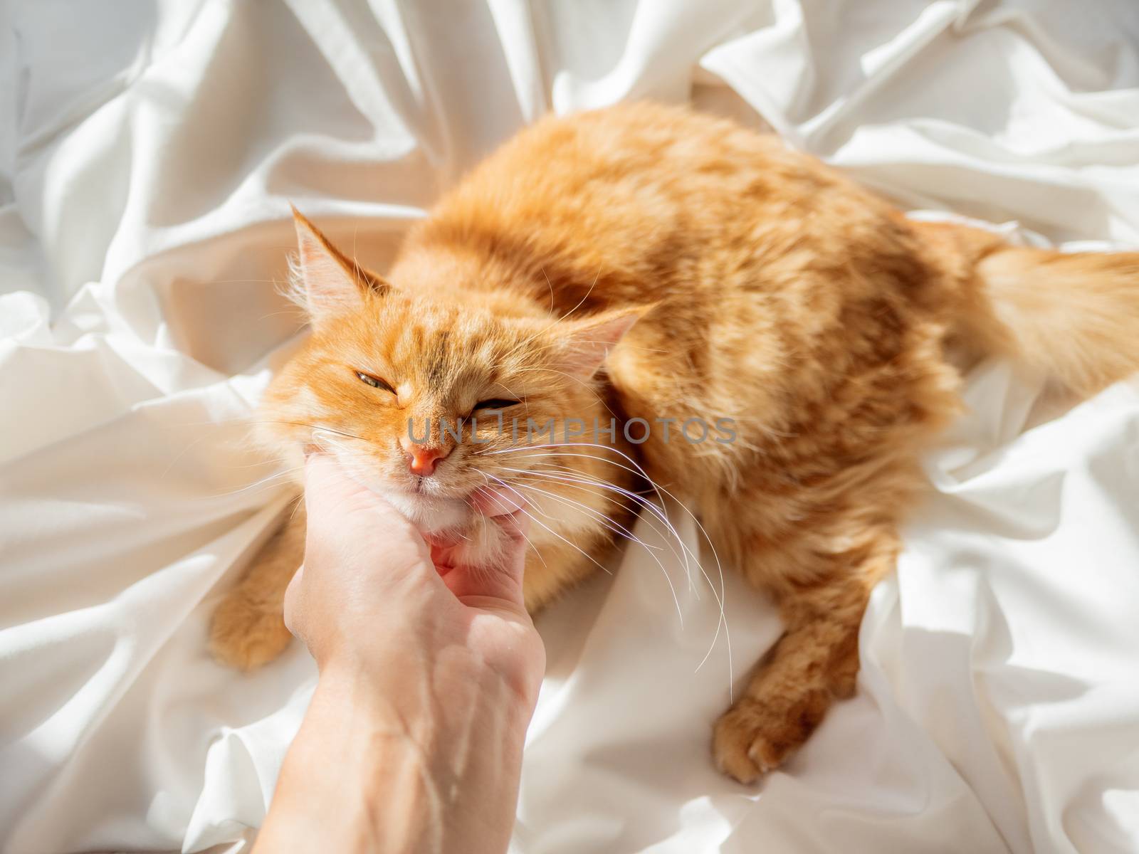 Cute ginger cat lying on woman's hand. Fluffy pet on unmade bed. Fuzzy domestic animal with owner in cozy home. Cat lover.