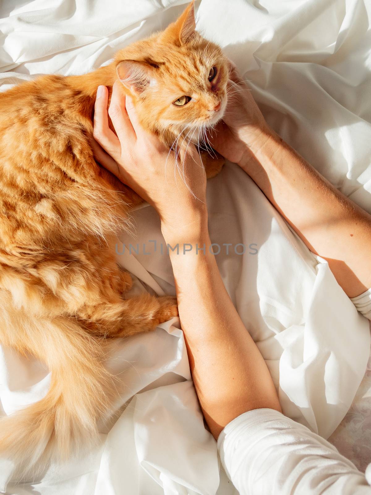 Cute ginger cat lying on woman's hand. Fluffy pet on unmade bed. Fuzzy domestic animal with owner in cozy home. Cat lover.