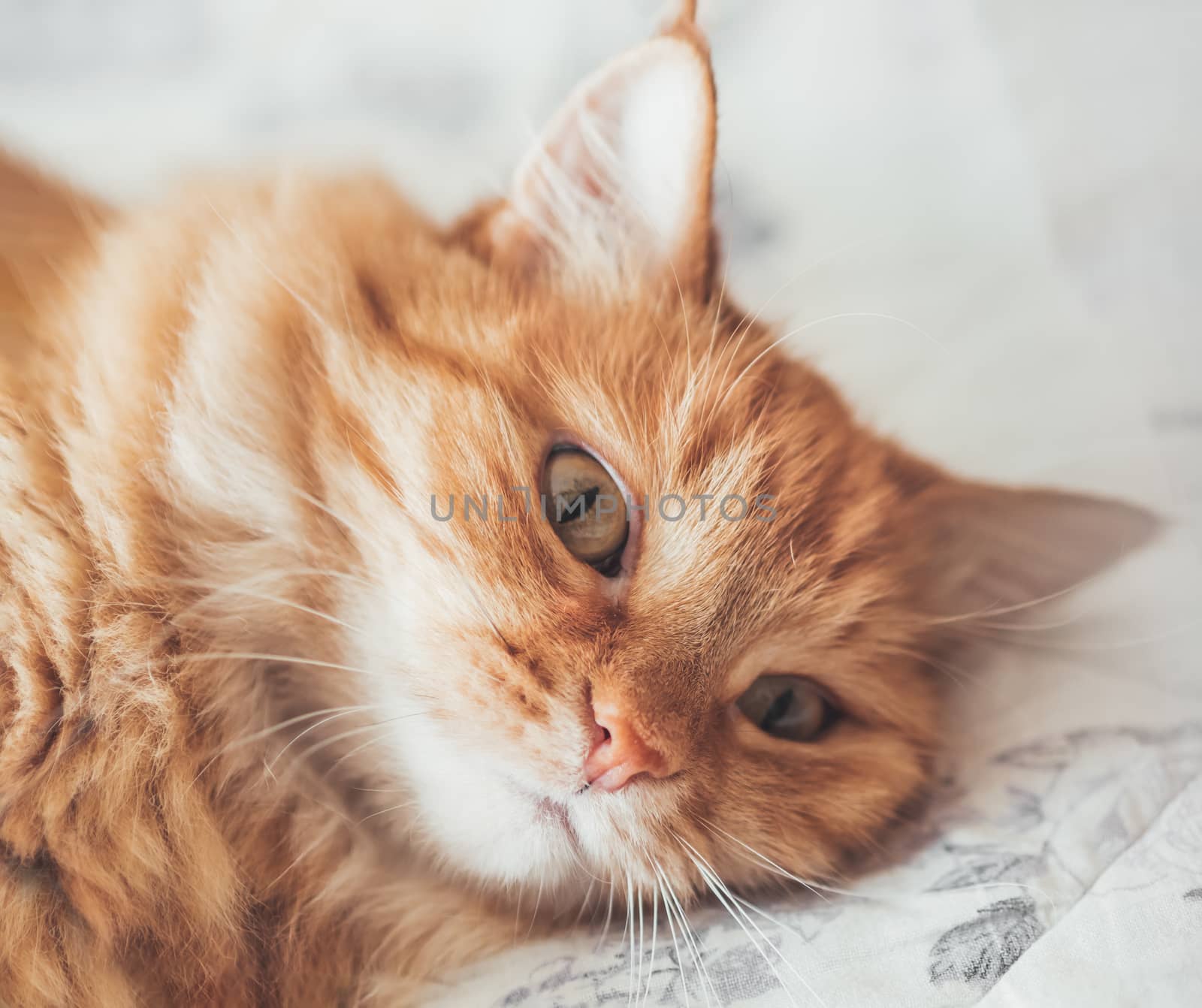 Close up portrait of cute ginger cat lying on bed. Curious and funny pet. Fuzzy domestic animal.