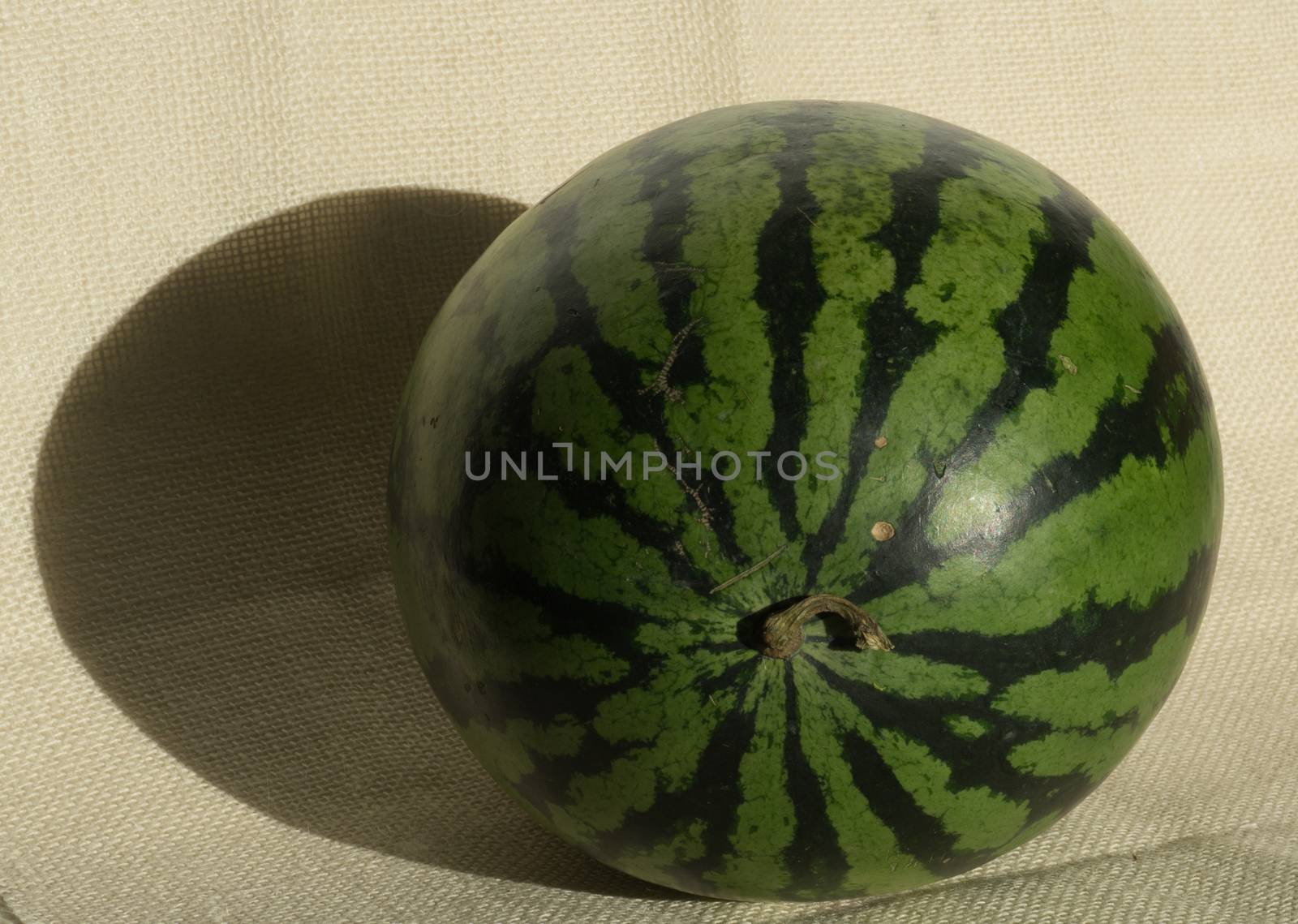 Yellow ripe whole watermelon for effective watermelon diet