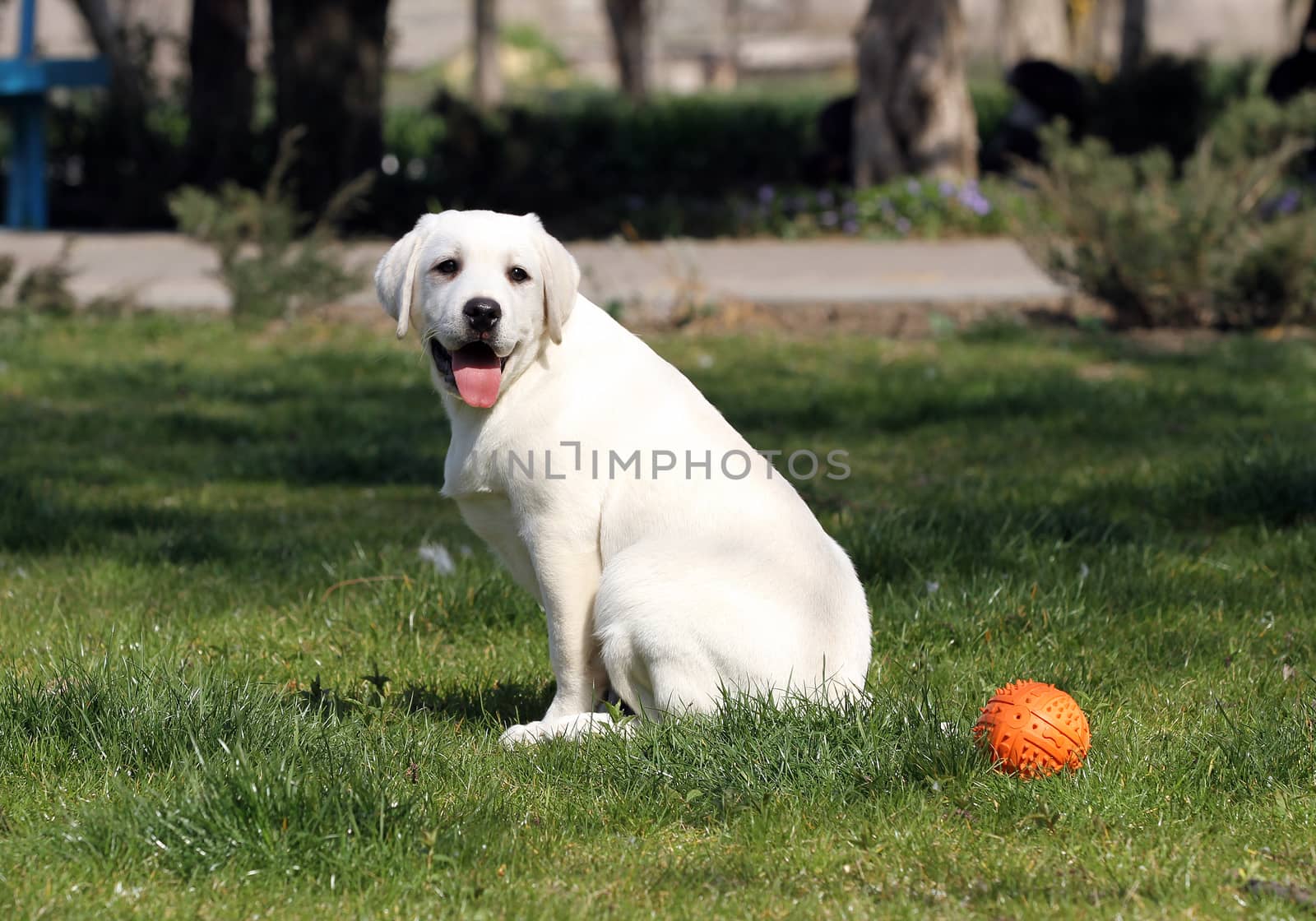 the yellow labrador in the park by Yarvet