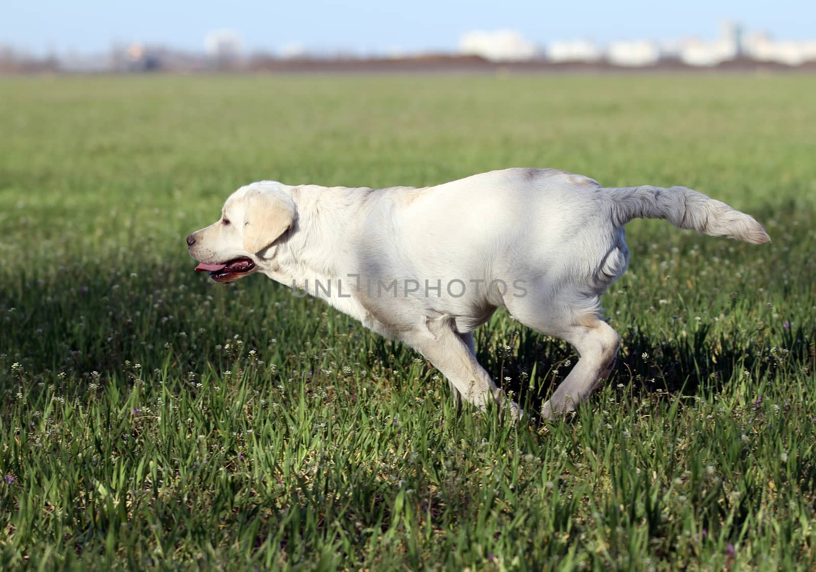 nice yellow labrador in the park by Yarvet