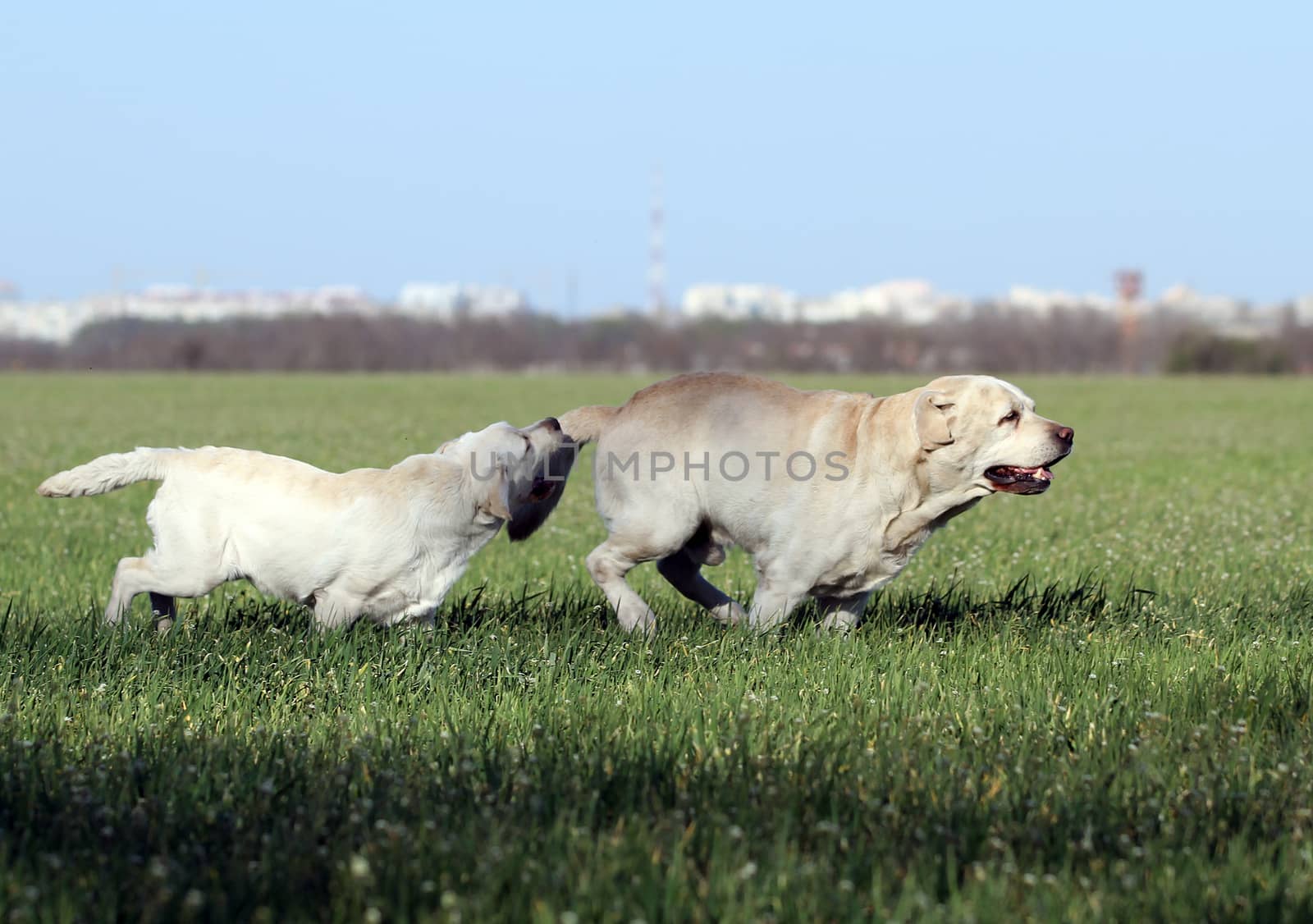 two yellow labrador playing in the park