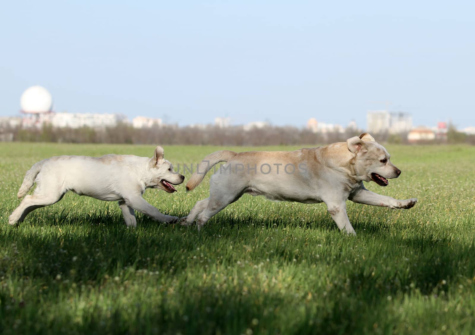 two nice yellow labrador in the park by Yarvet