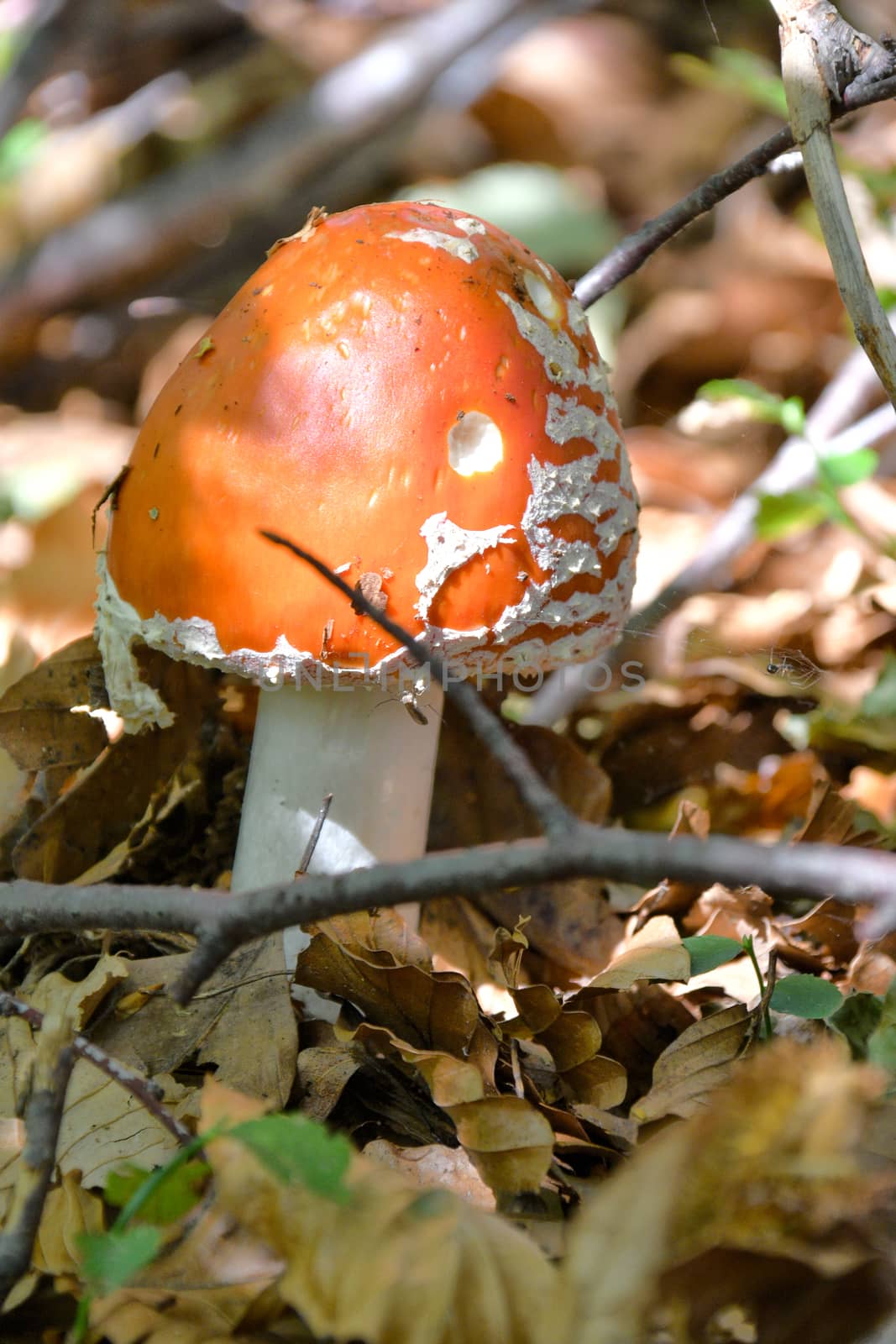 Colorato esemplare di amanita muscaria nel suo habitat