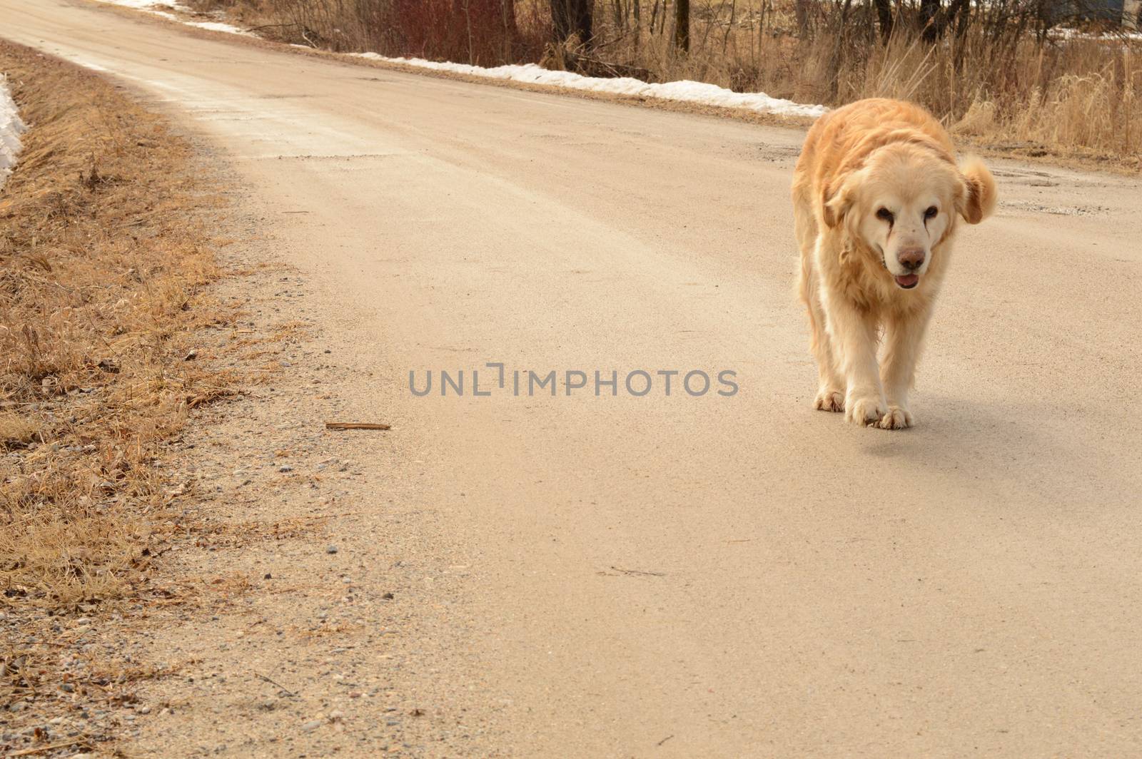 A golden retriever walks down the dirt road on his own.