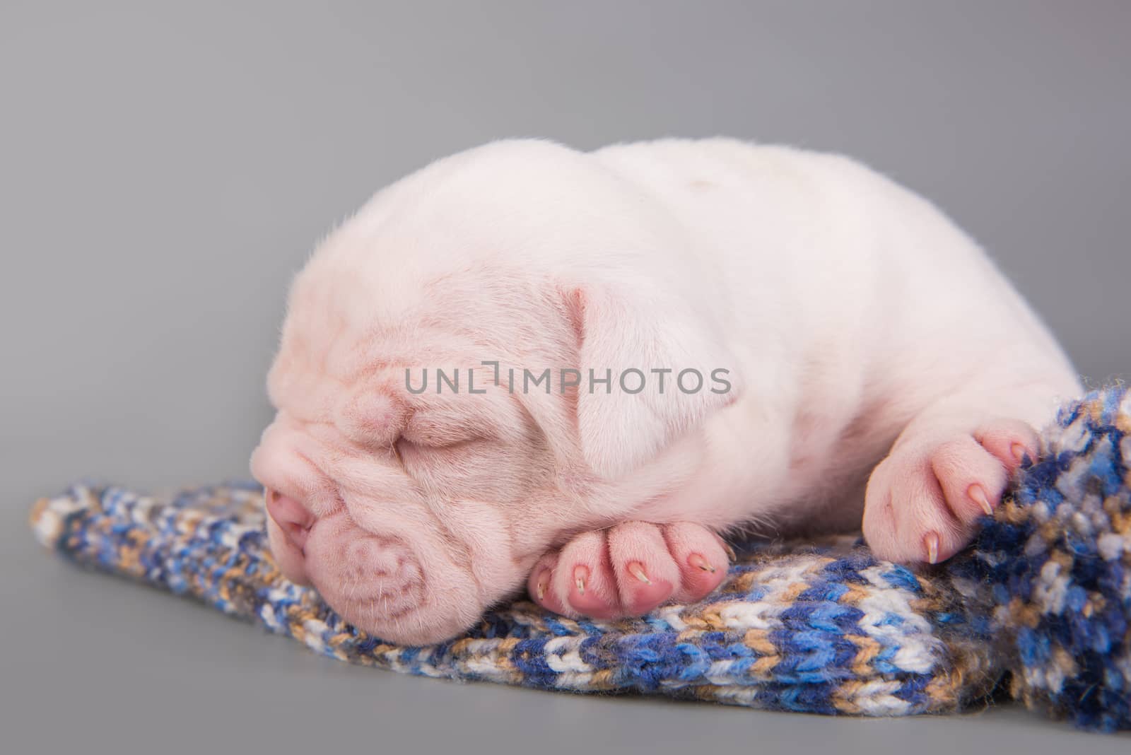 American Bulldog puppy dog is sleeping on gray by infinityyy