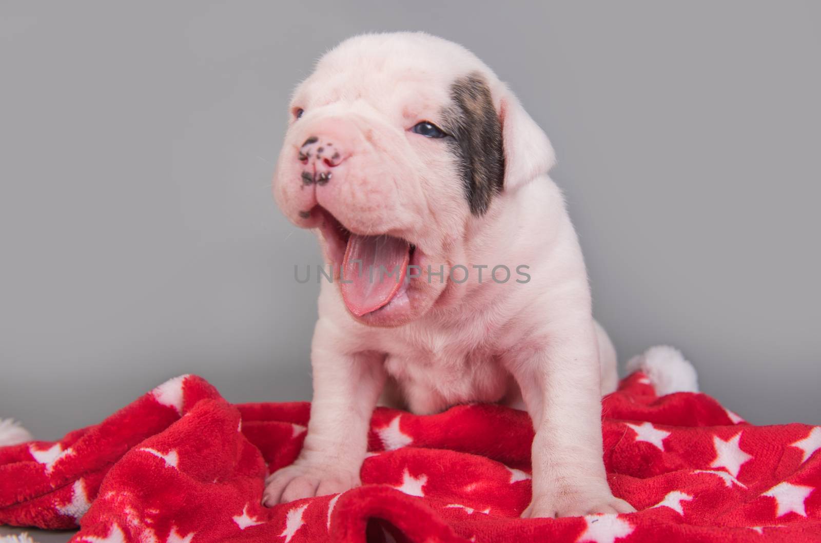 Funny small American Bulldog puppy dog is yawning on gray red with white stars background.