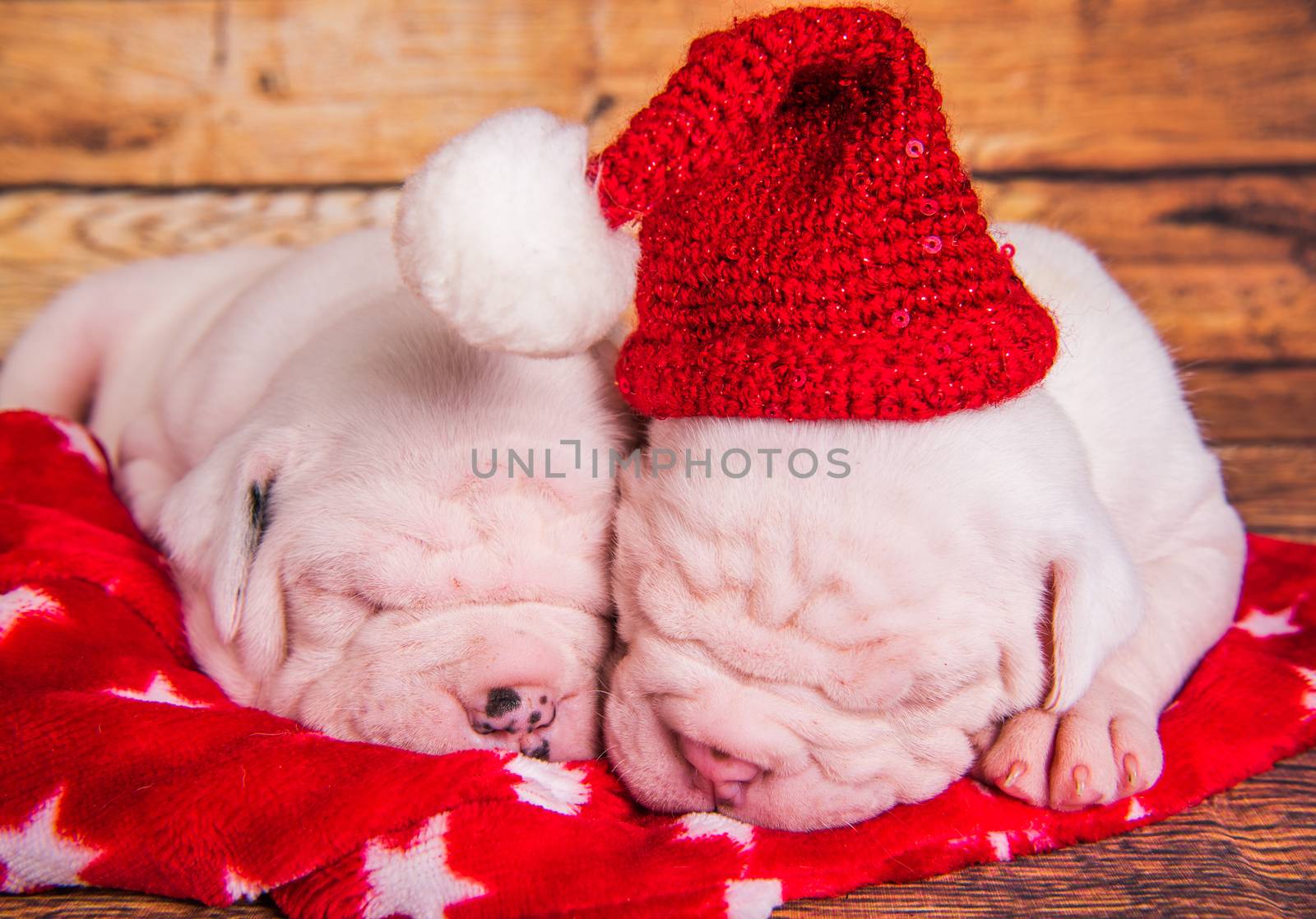 Two Funny American Bulldog puppies dogs with santa claus hat are sleeping. Christmas or New Year background