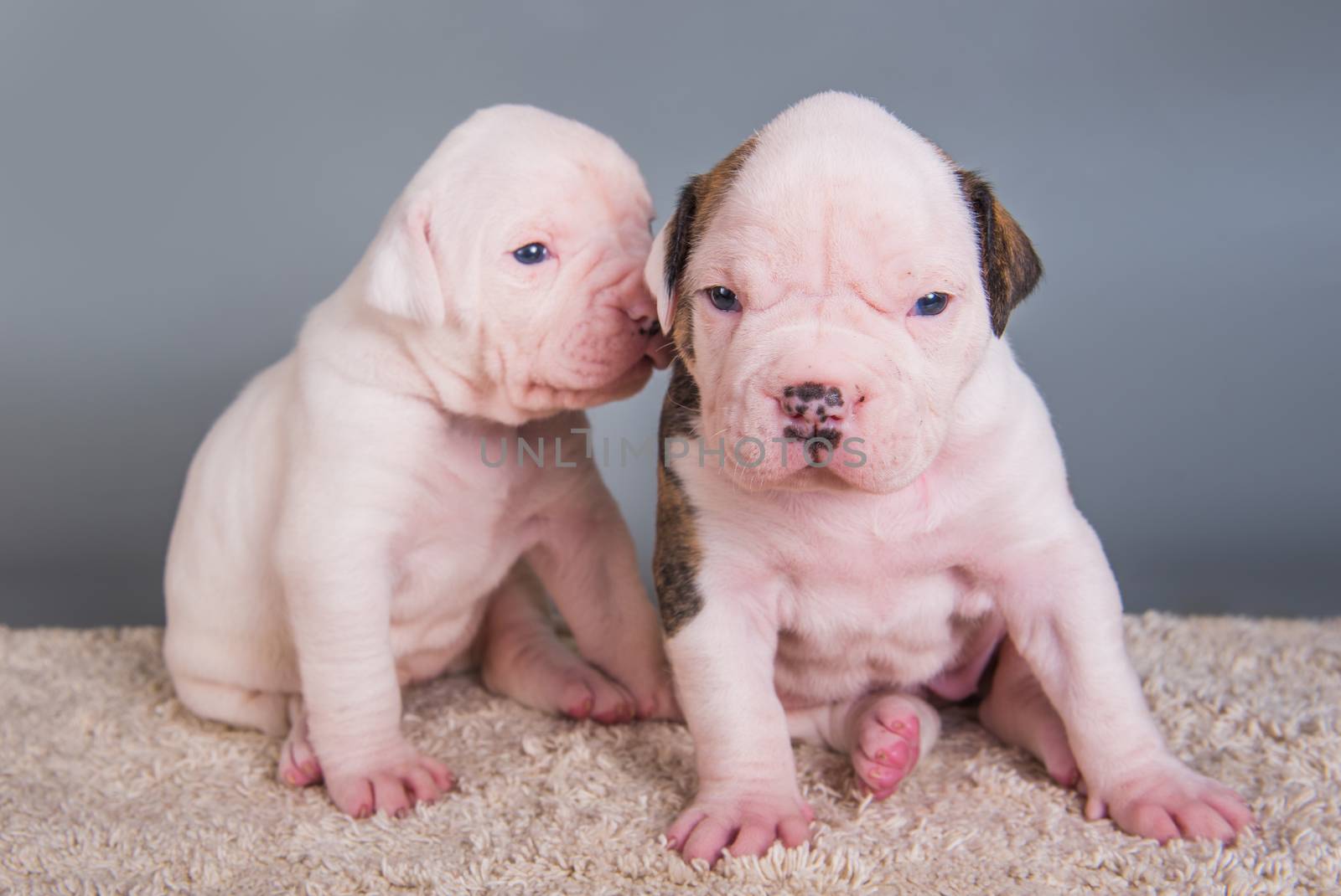 Two funny American Bulldog puppies dogs on gray by infinityyy