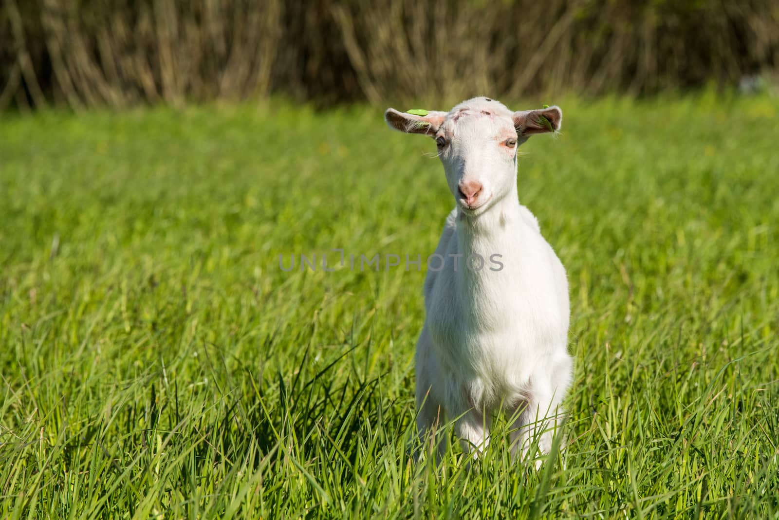 Young white goat in a green grass meadow in the summer